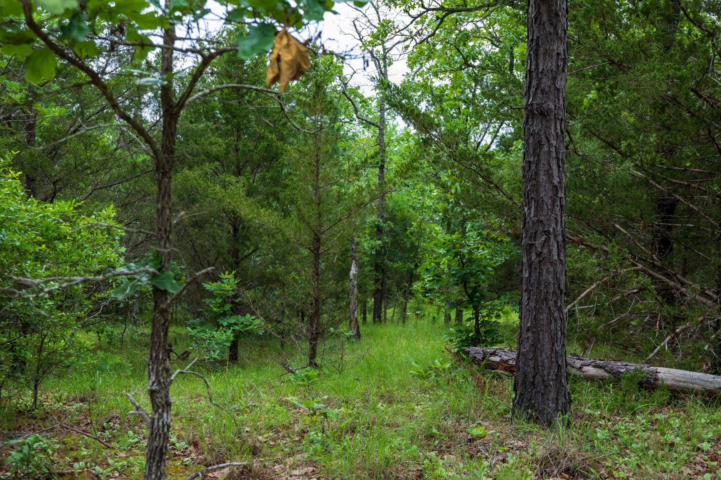 Falcon Crest Tract 13 photo 15
