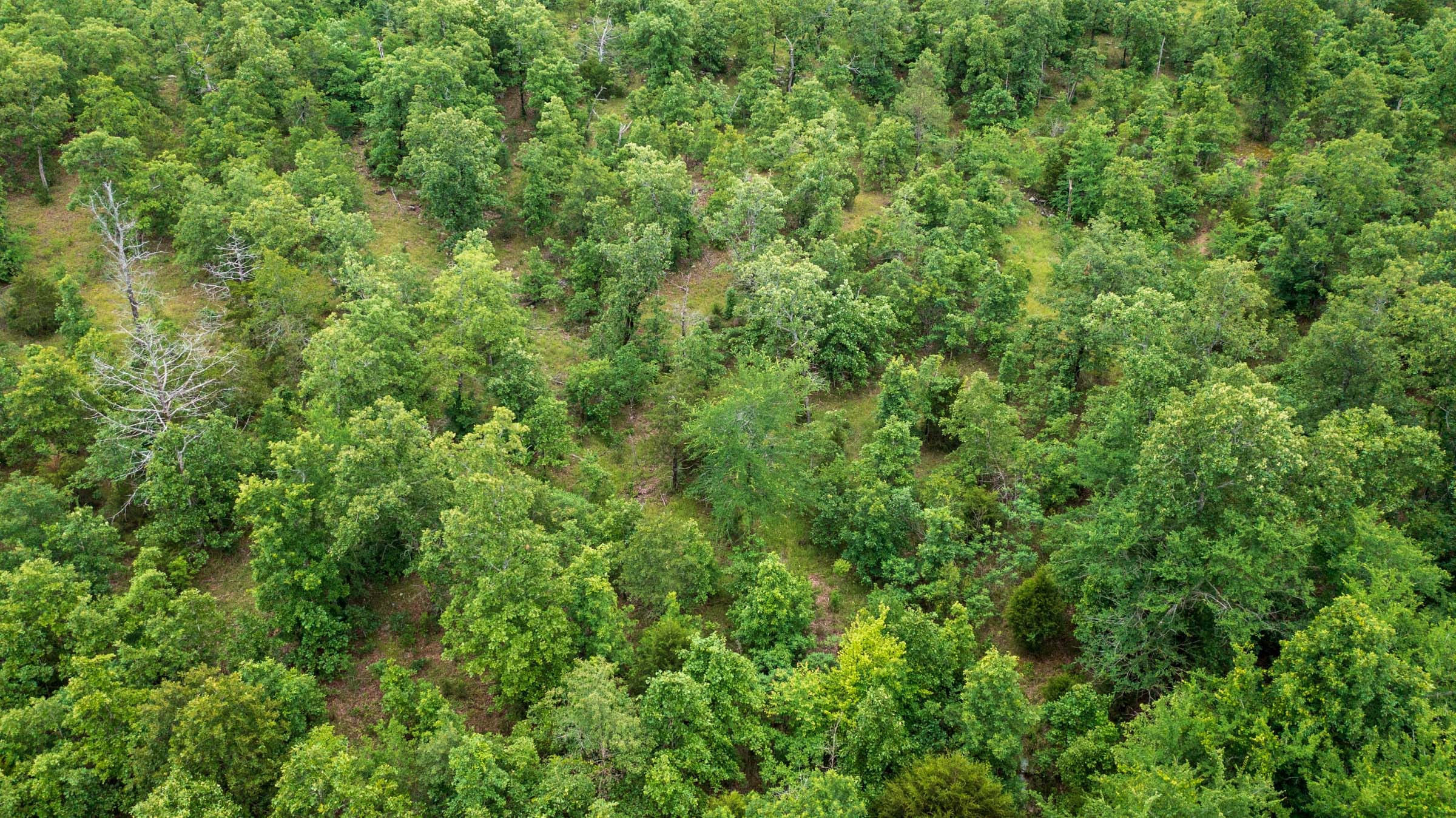 Falcon Crest Tract 13 photo 11