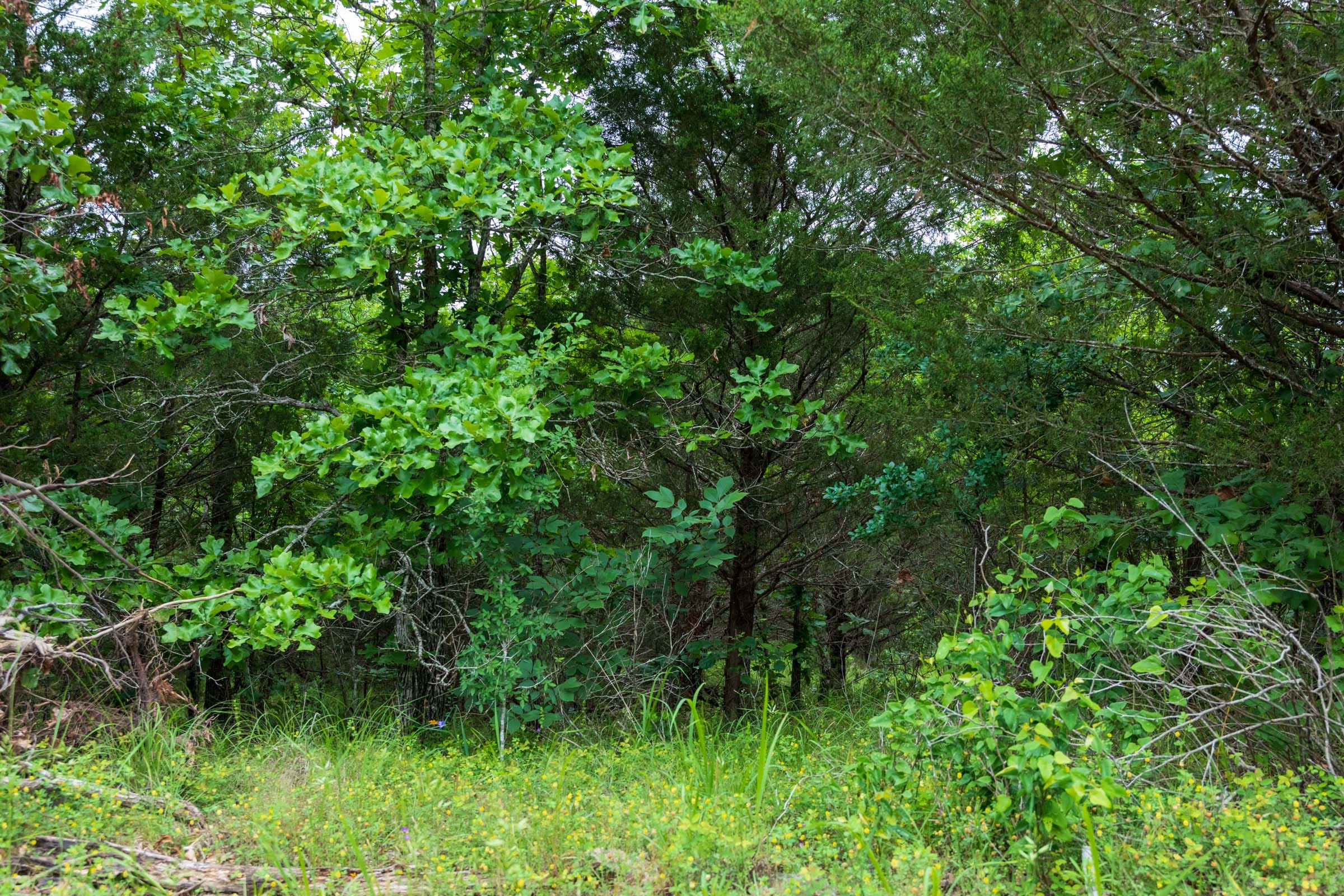 Falcon Crest Tract 13 photo 13