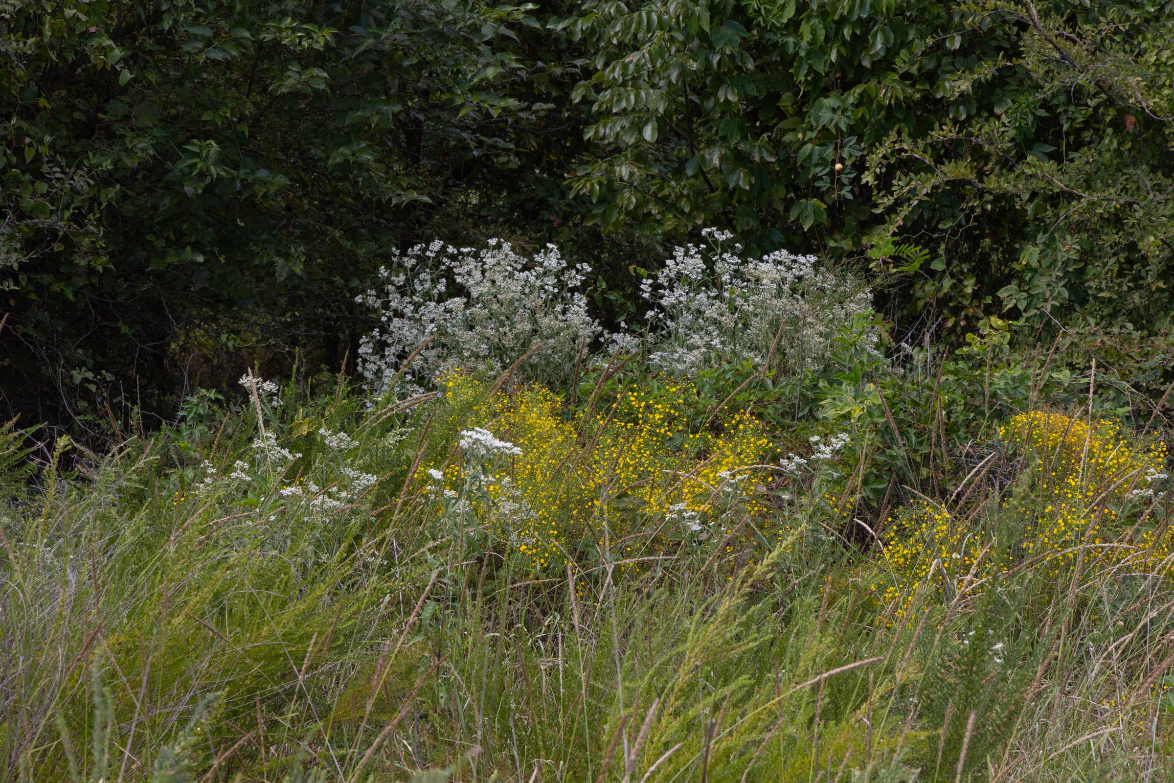 Reserves At Cattail Cove Phase II Tract 54 photo 5