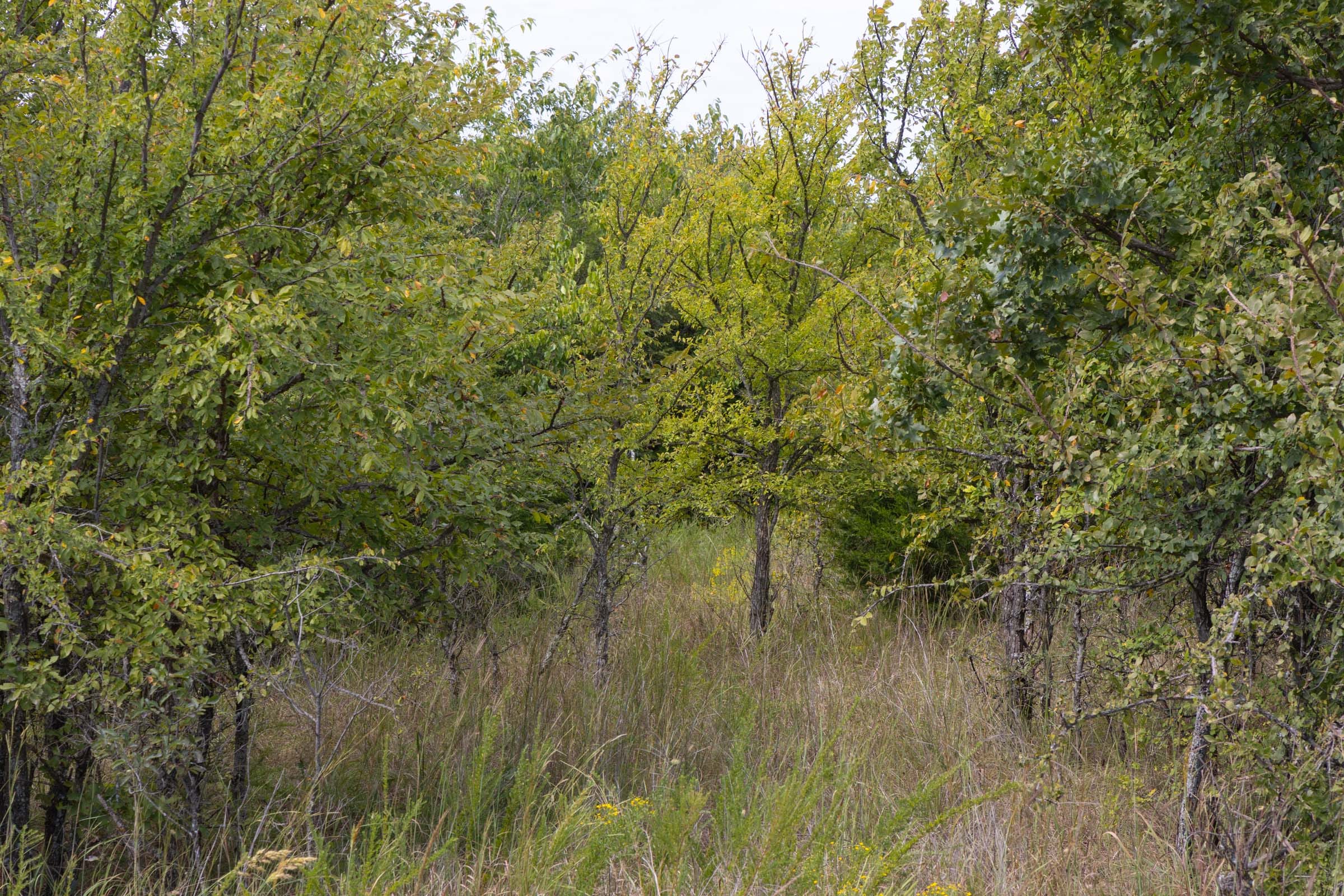 Reserves At Cattail Cove Phase II Tract 54 photo 4
