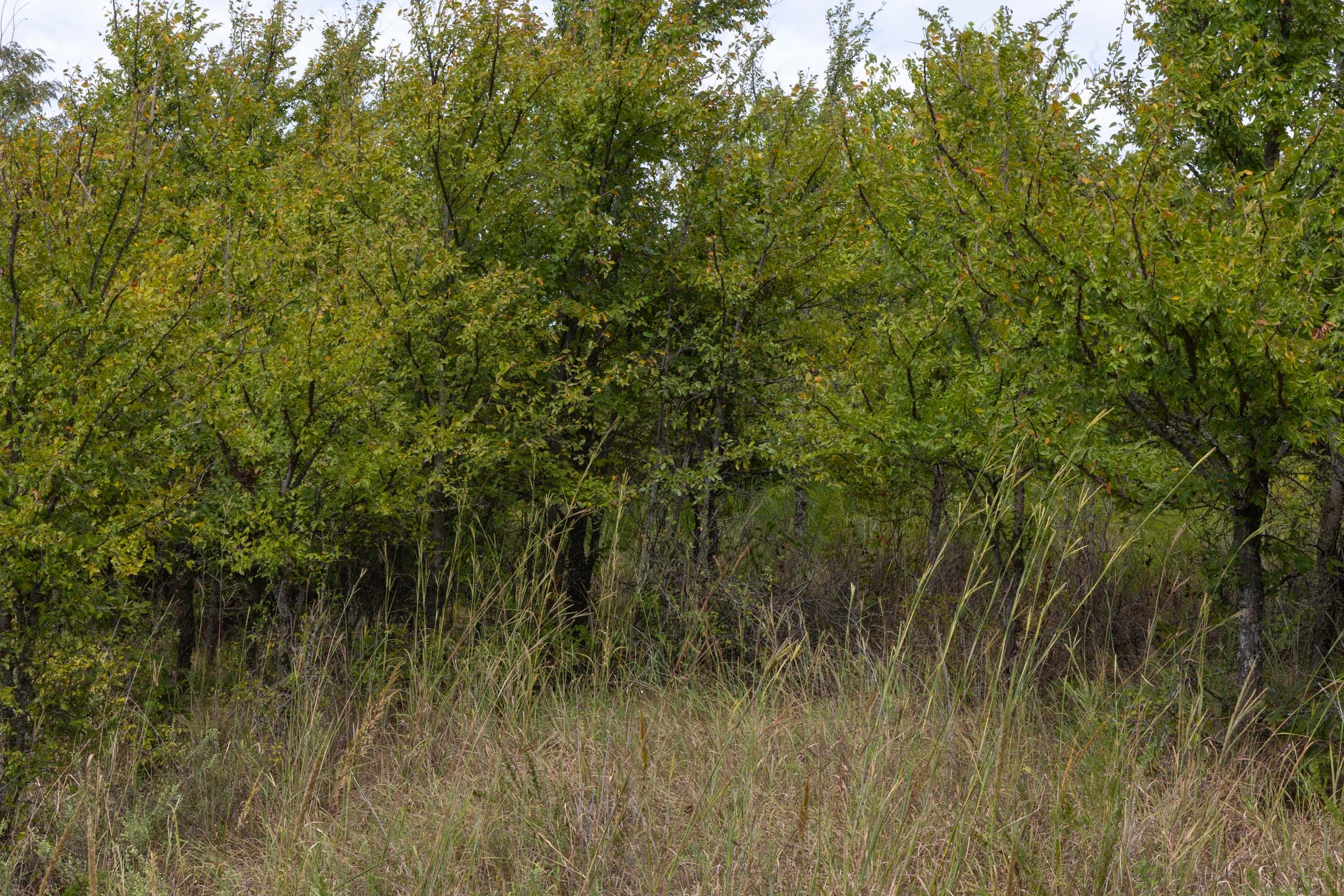 Reserves At Cattail Cove Phase II Tract 54 photo 3