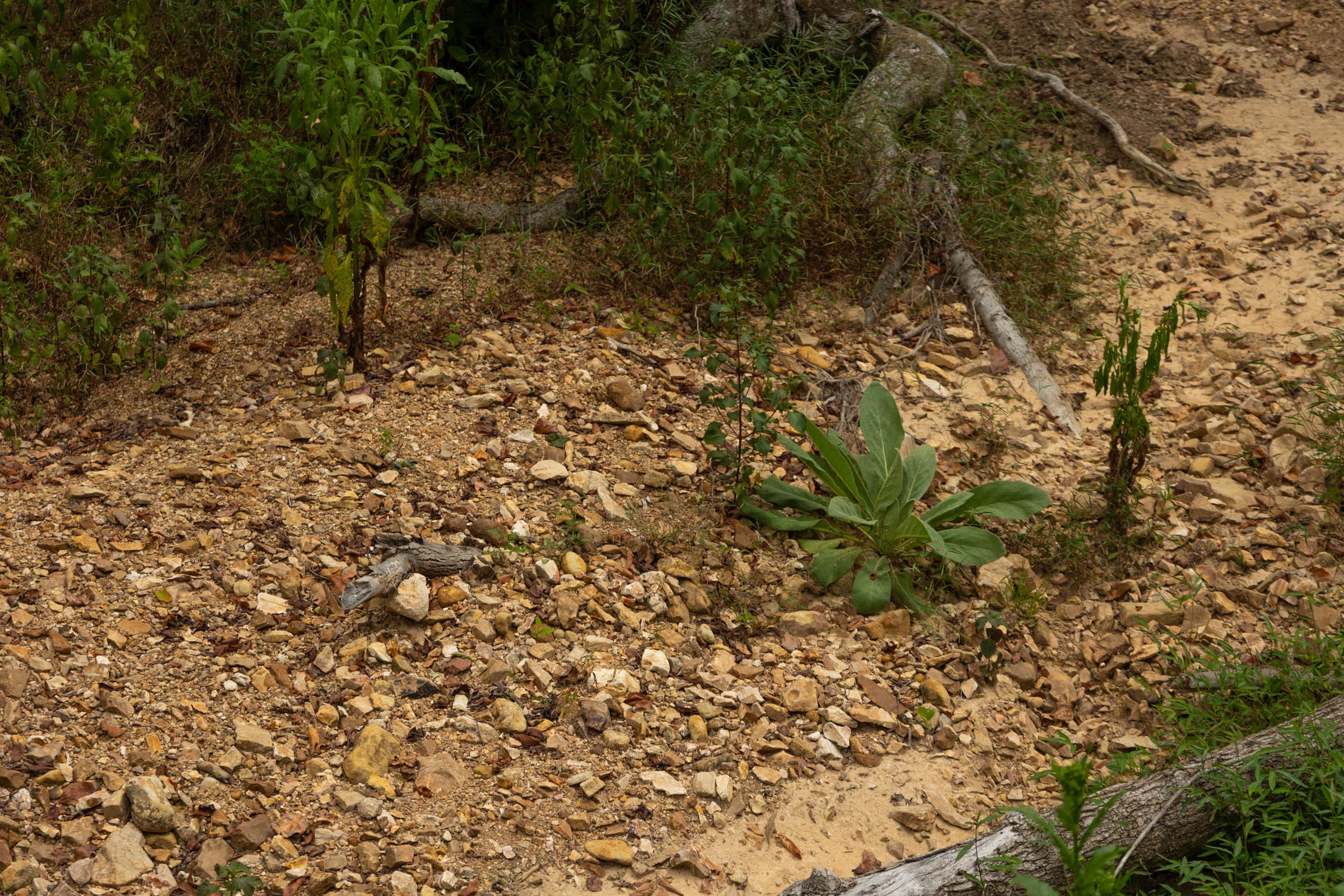 Big White Oak Tract 132 photo 8