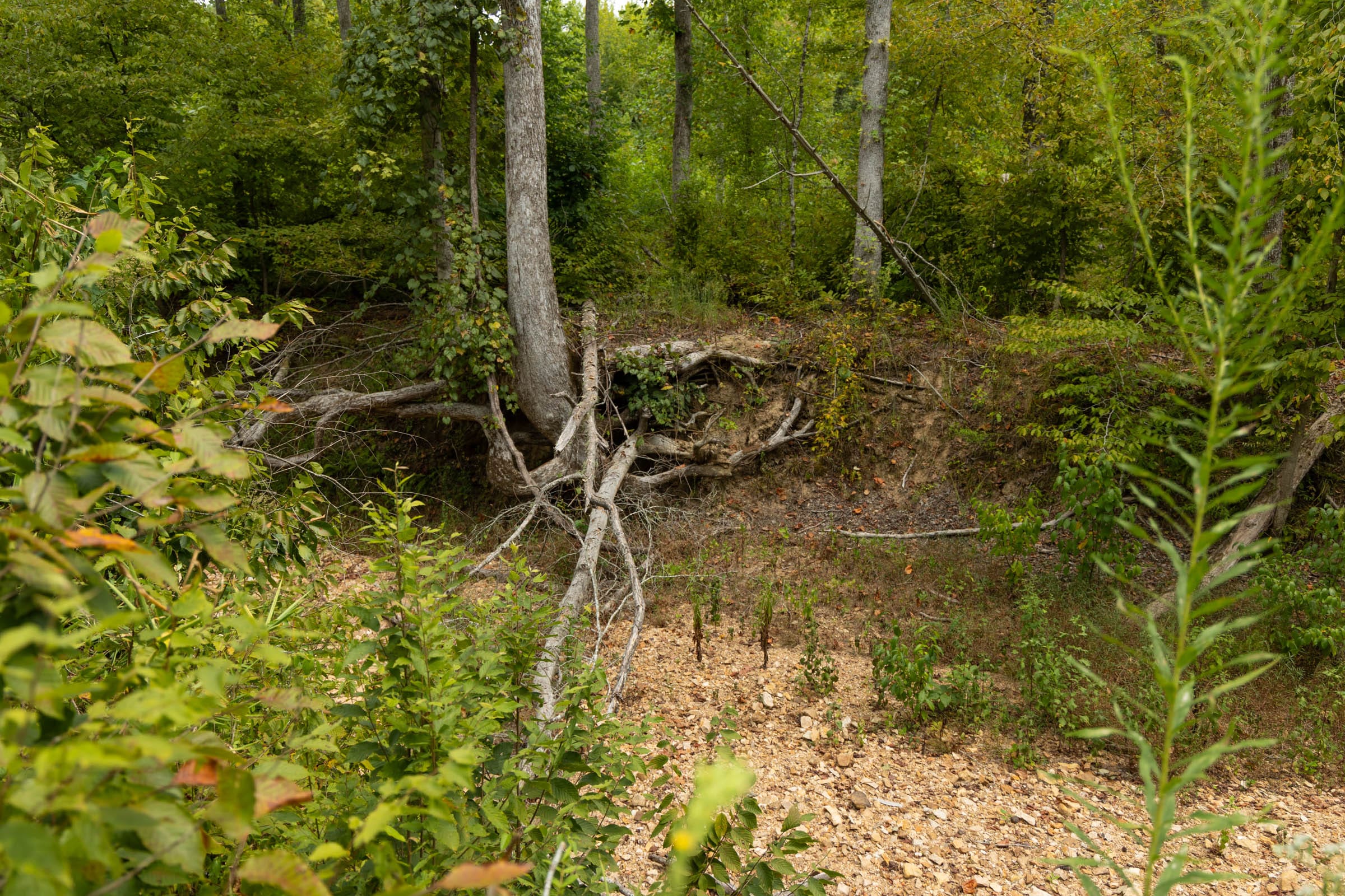 Big White Oak Tract 132 photo 7