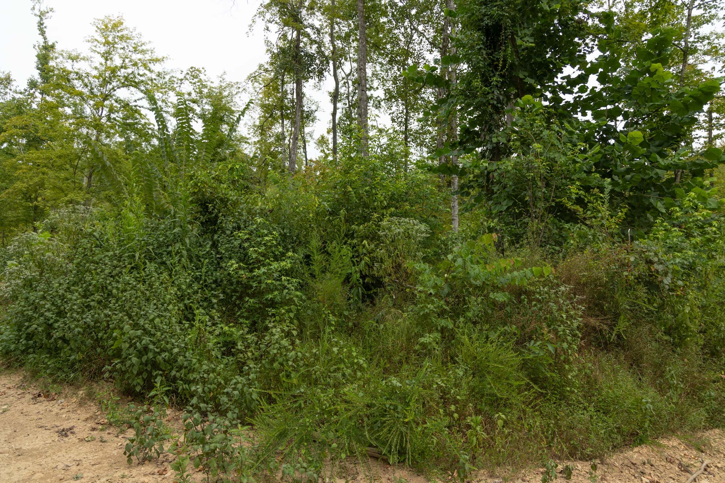 Big White Oak Tract 132 photo 6