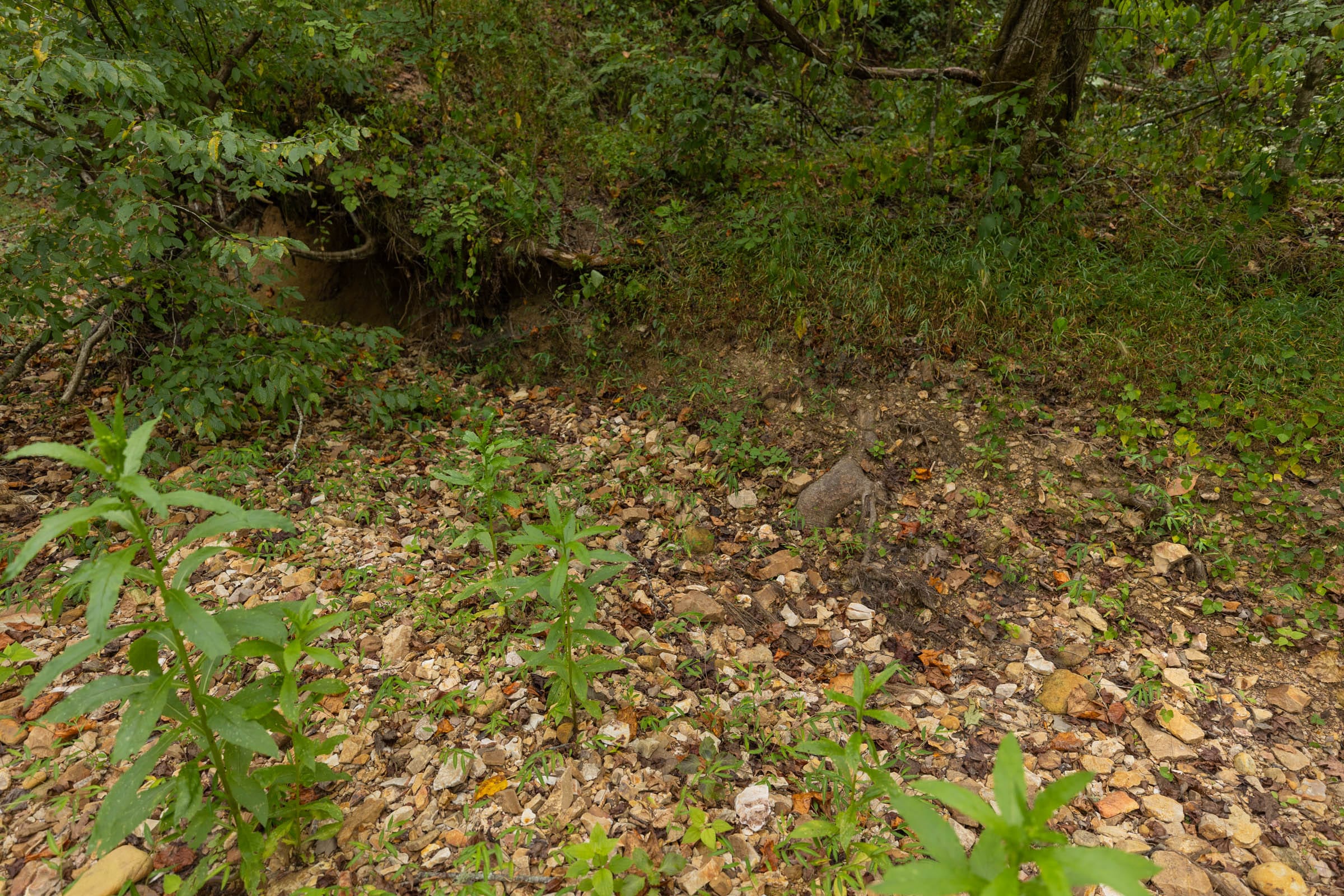 Big White Oak Tract 132 photo 5