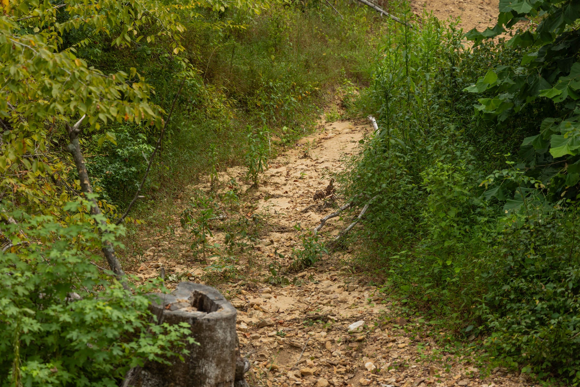 Big White Oak Tract 132 photo 4