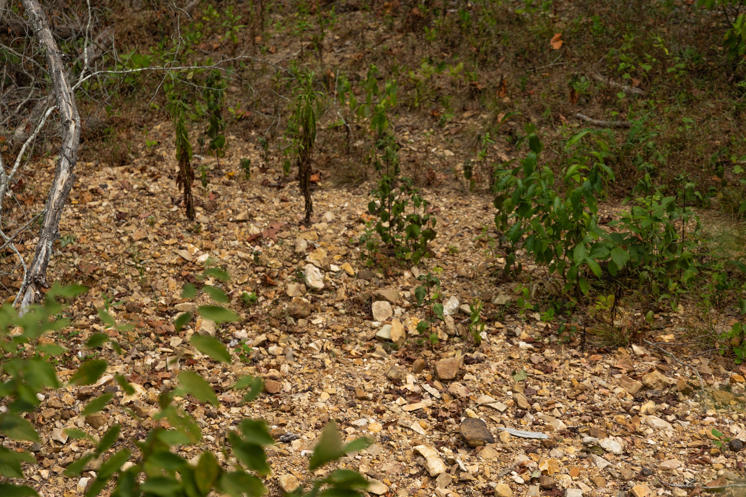 Big White Oak Tract 132 photo 3