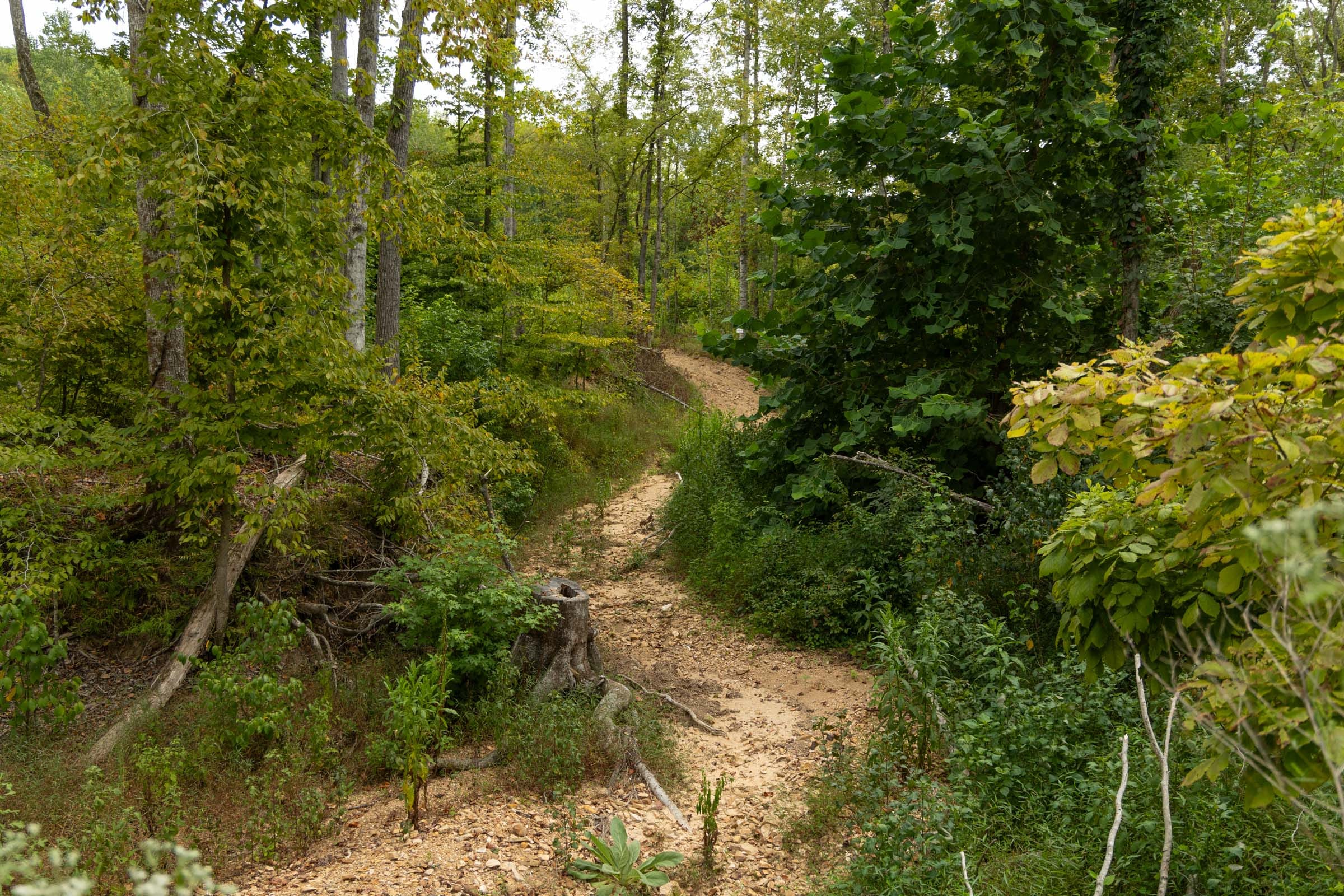 Big White Oak Tract 132 photo 1
