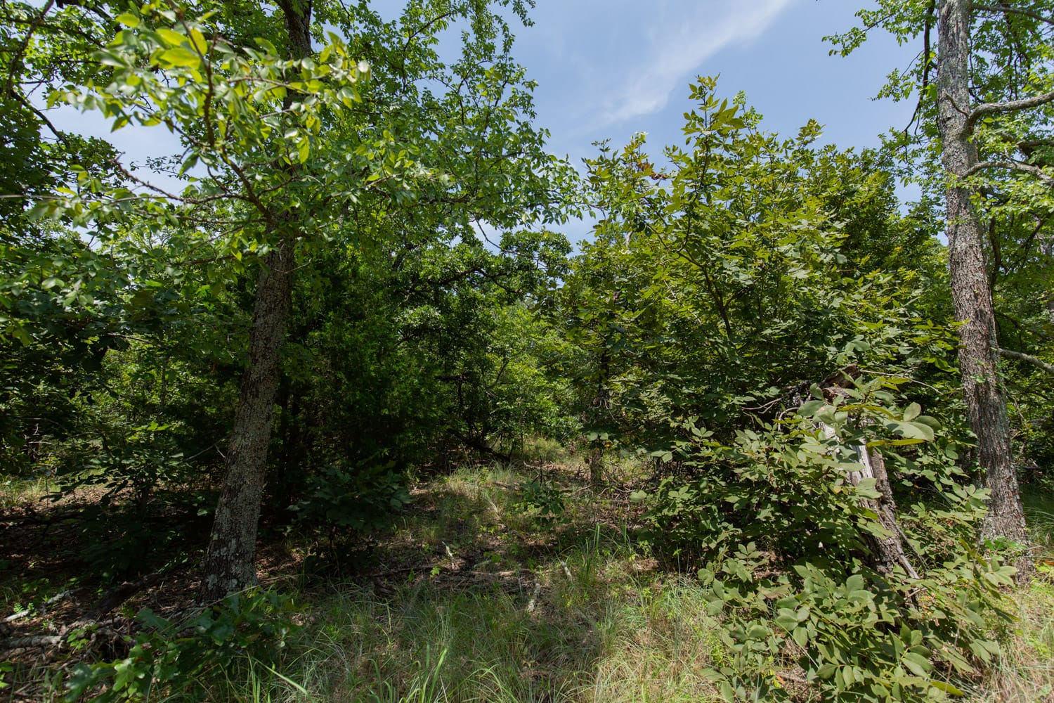 Timber Ridge Tract 47 photo 2