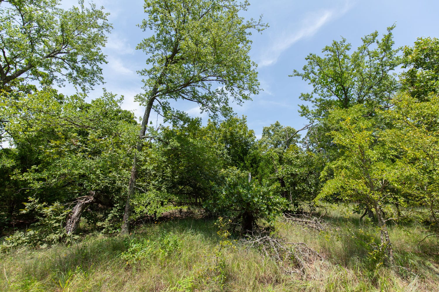 Timber Ridge Tract 47 photo 4