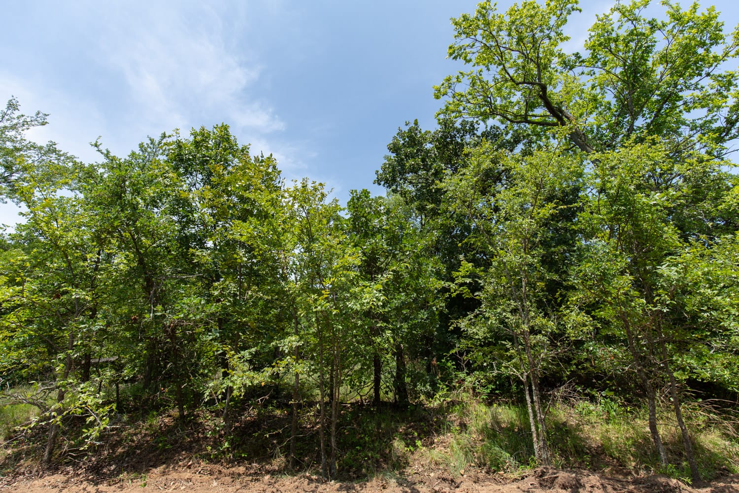 Timber Ridge Tract 47 photo 3