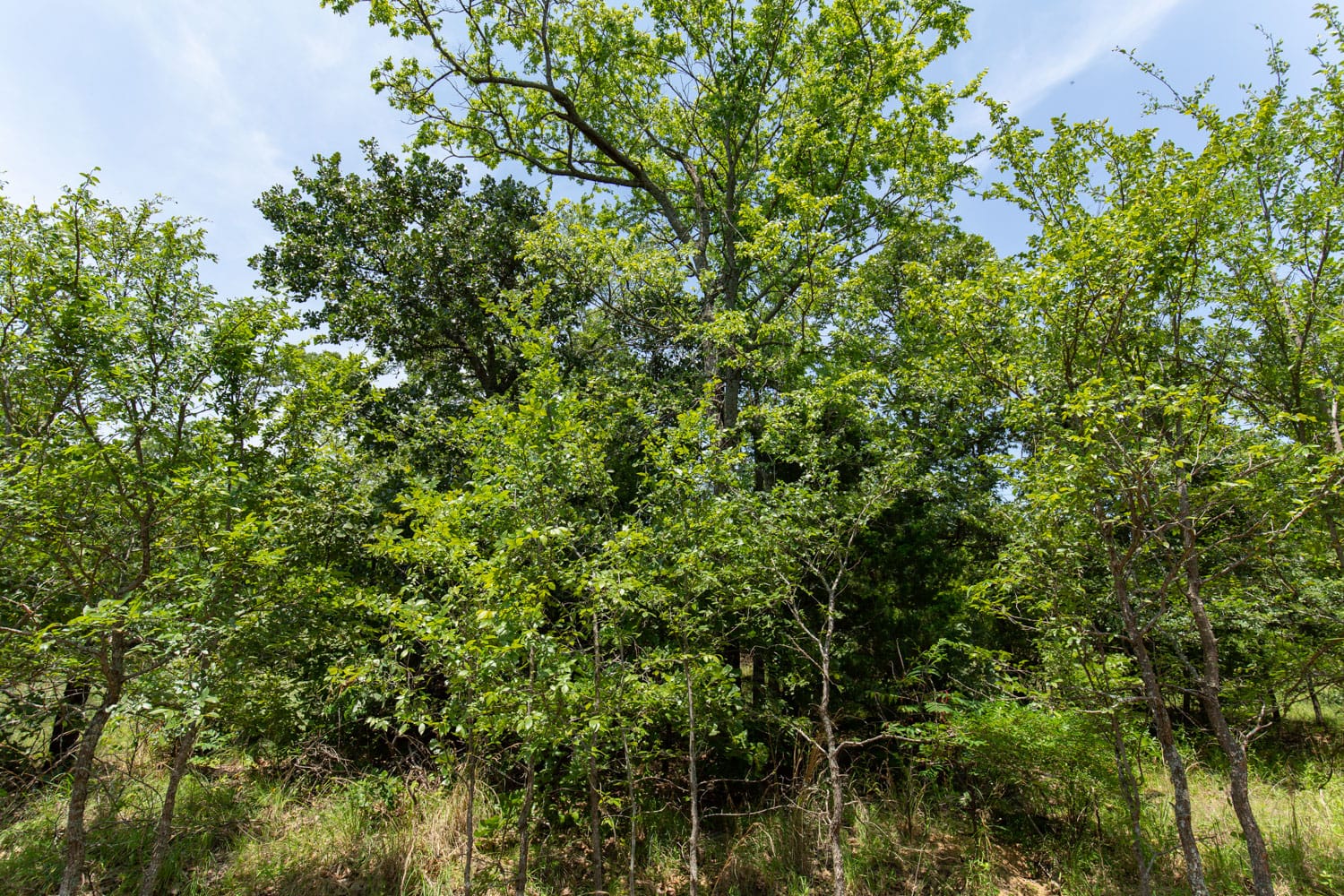 Timber Ridge Tract 47 photo 6
