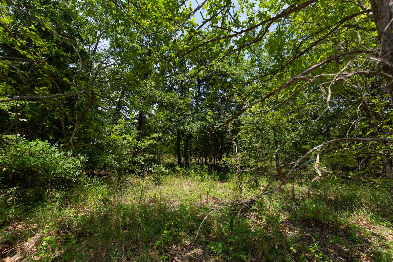 Timber Ridge Tract 47 photo 5