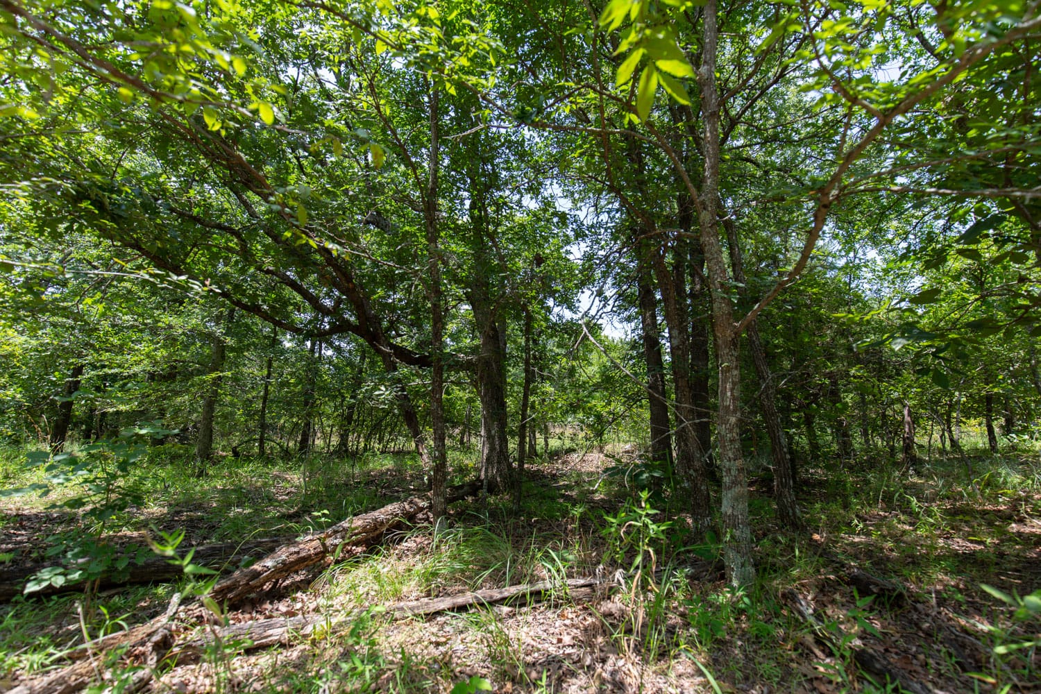 Timber Ridge Tract 47 photo 7