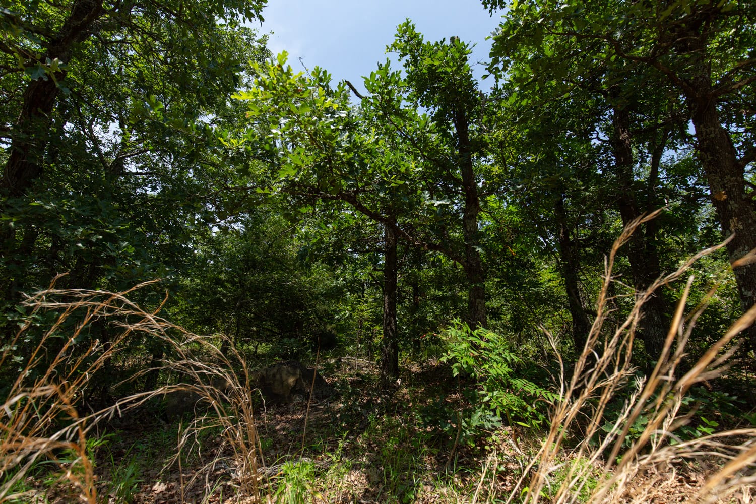 Timber Ridge Tract 47 photo 8