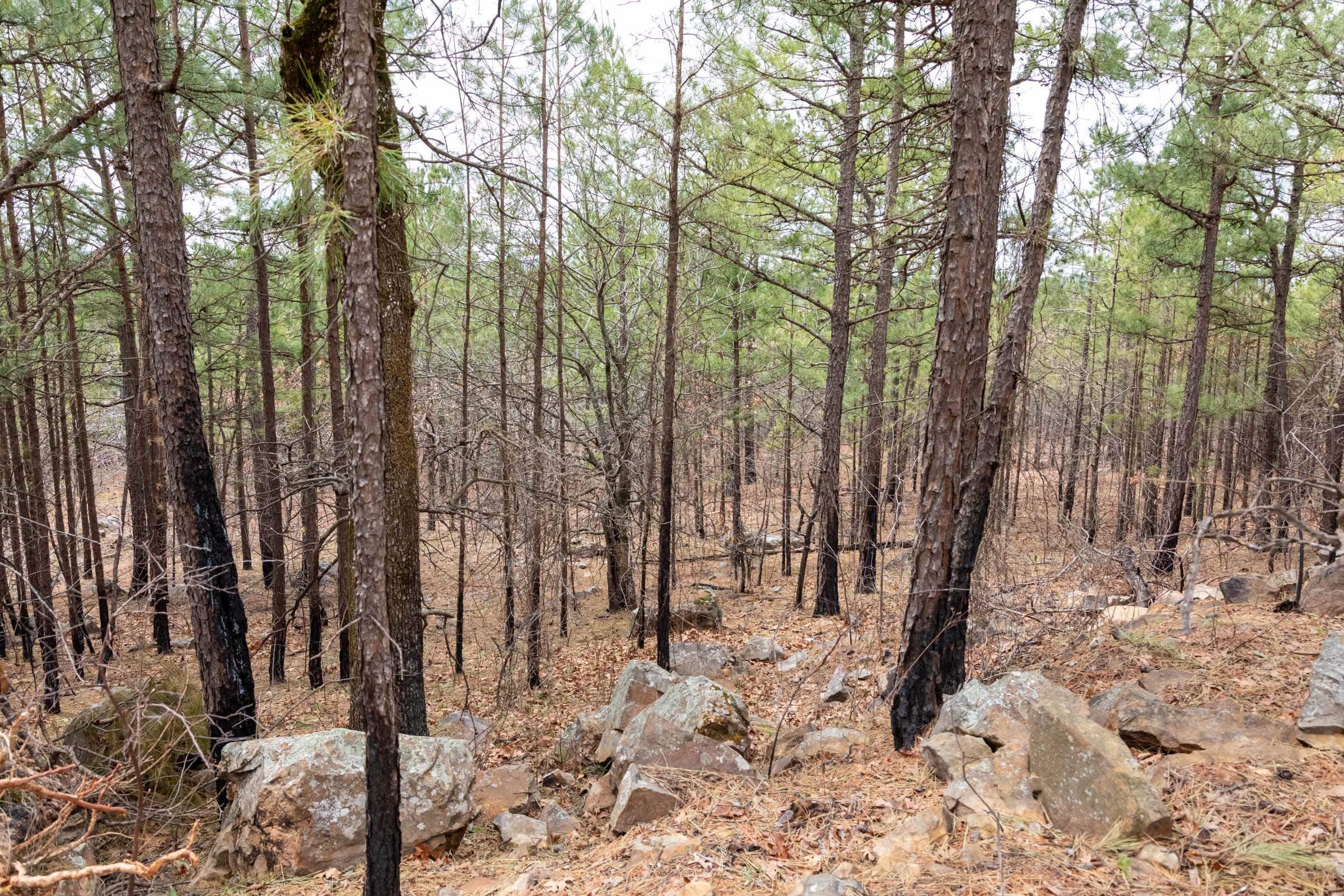 Stone Bridge Phase III Tract 209 photo 7