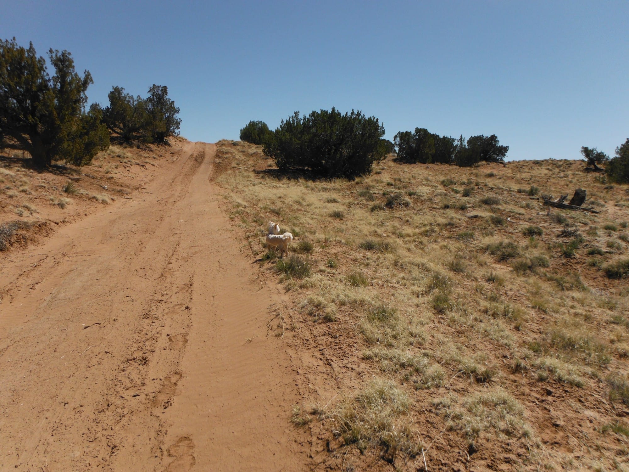 Navajo Ranch Tract 154 photo 1