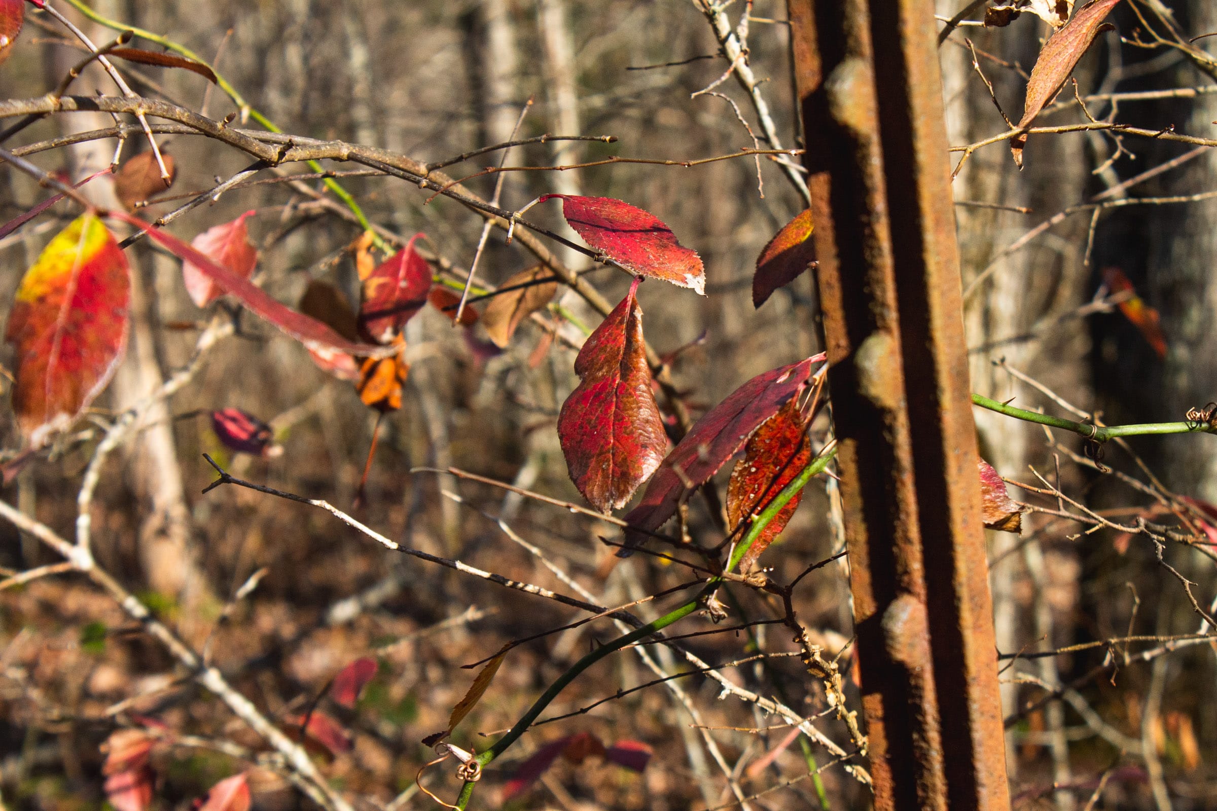 The Cliffs Tract 10 photo 6