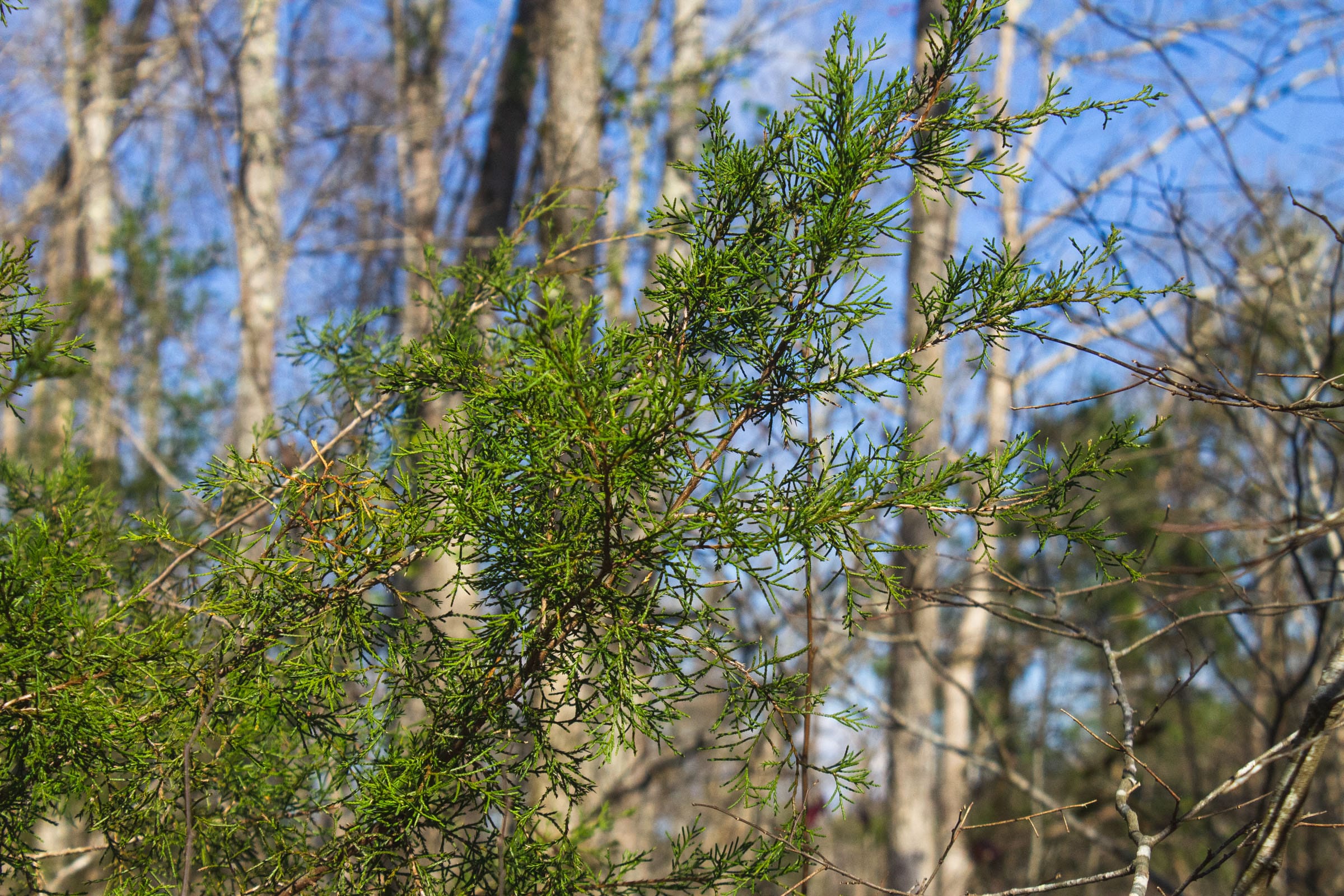The Cliffs Tract 10 photo 8