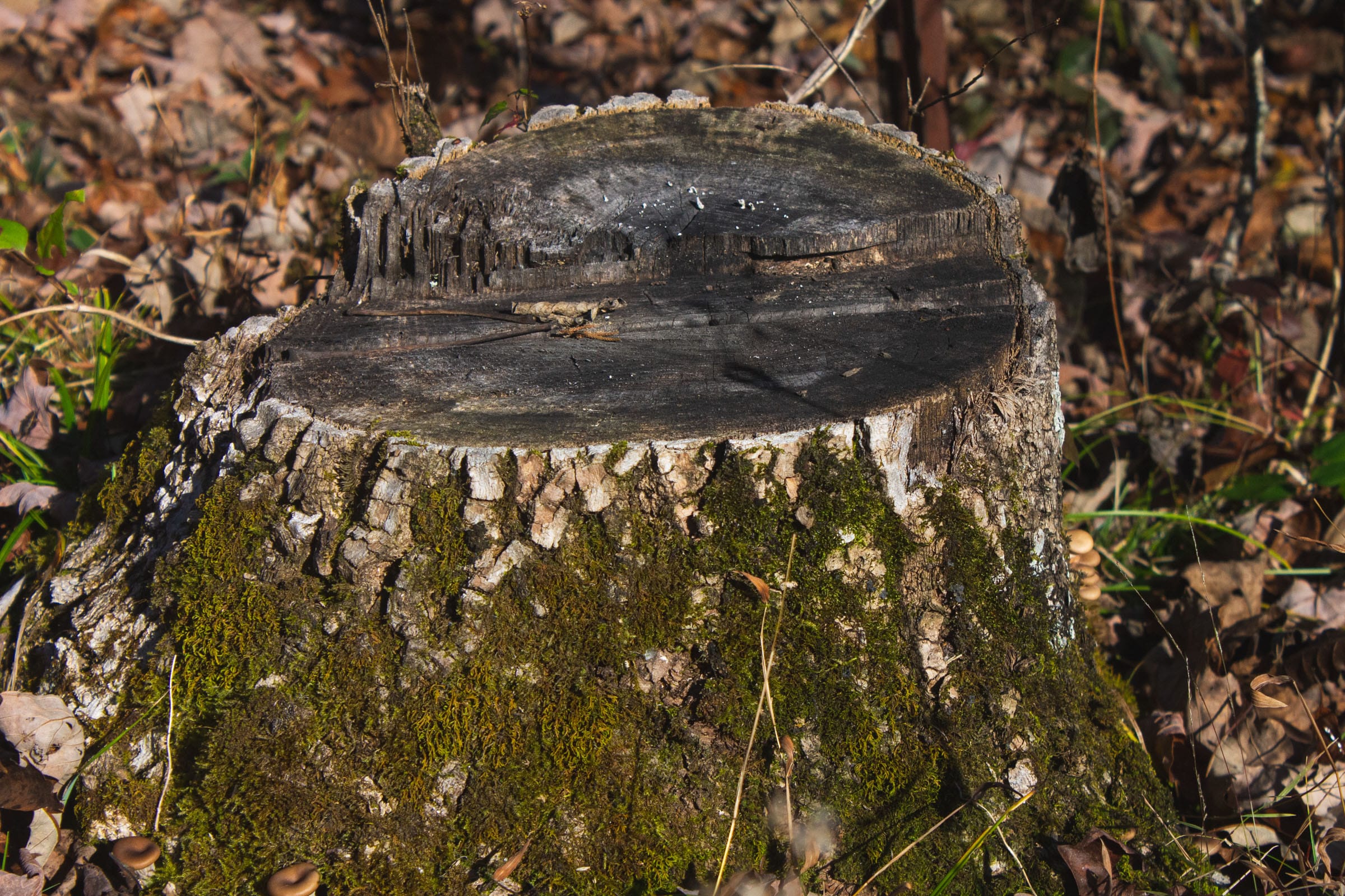The Cliffs Tract 10 photo 9