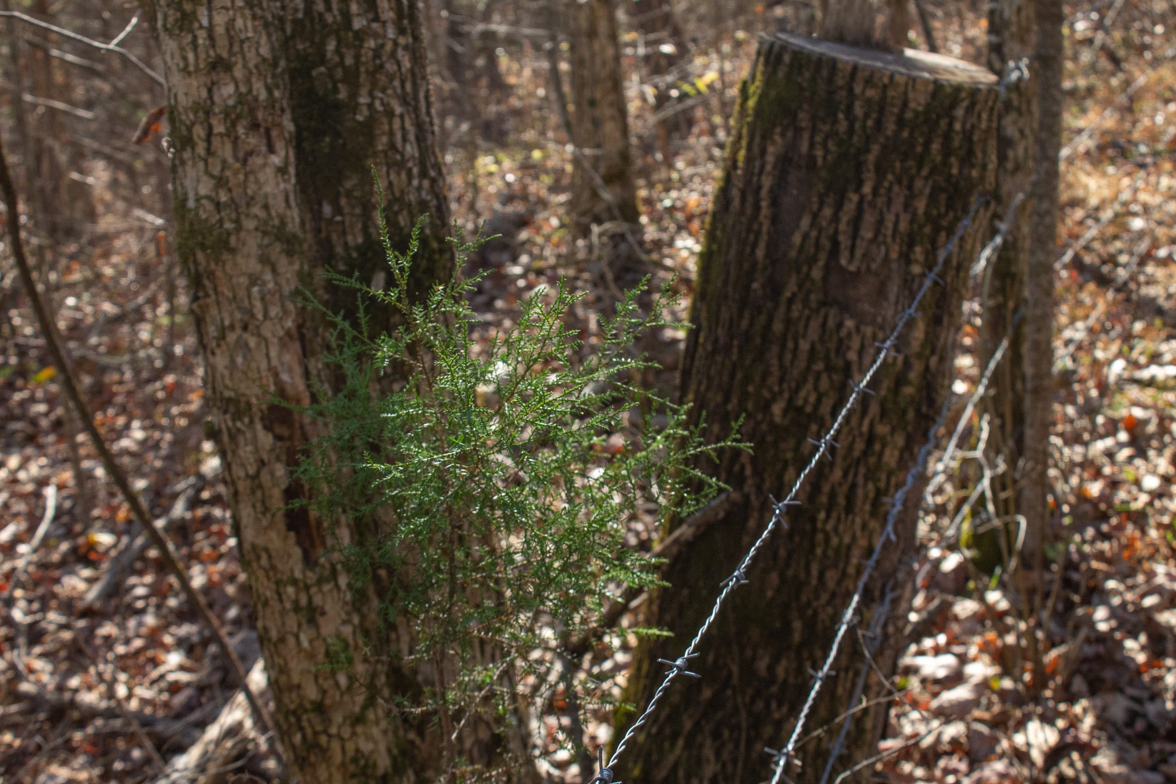 The Cliffs Tract 10 photo 12