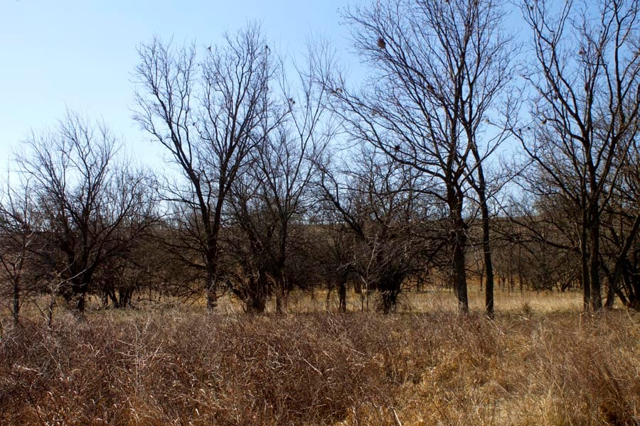 Cowboy Meadows Tract 16 photo 7
