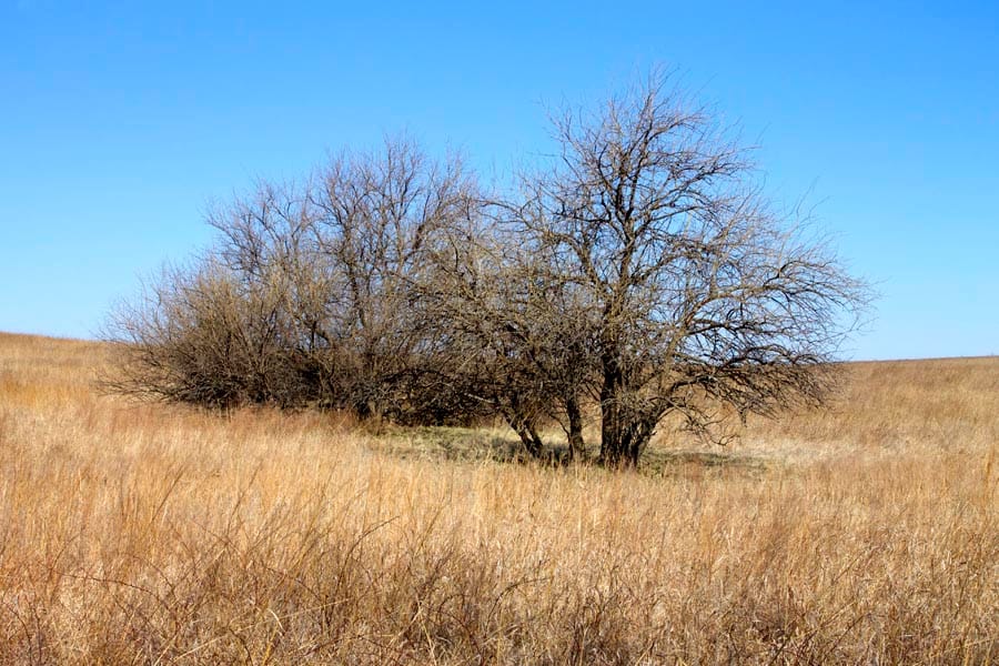 Cowboy Meadows Tract 16 photo 15