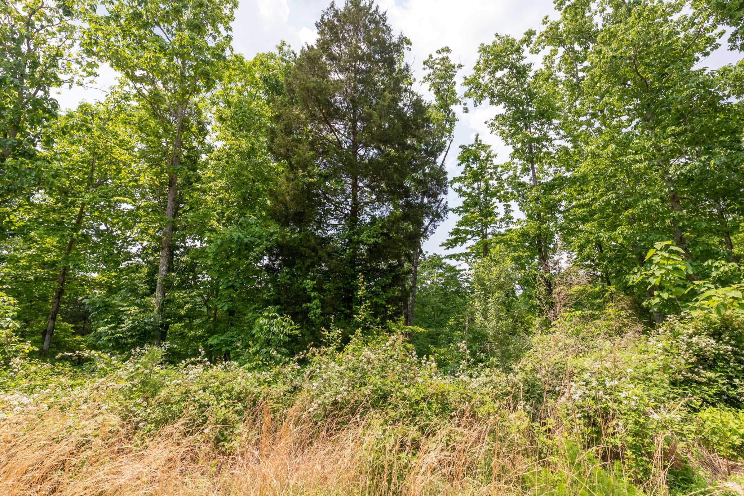 Cedar Creek Tract 20 photo 4