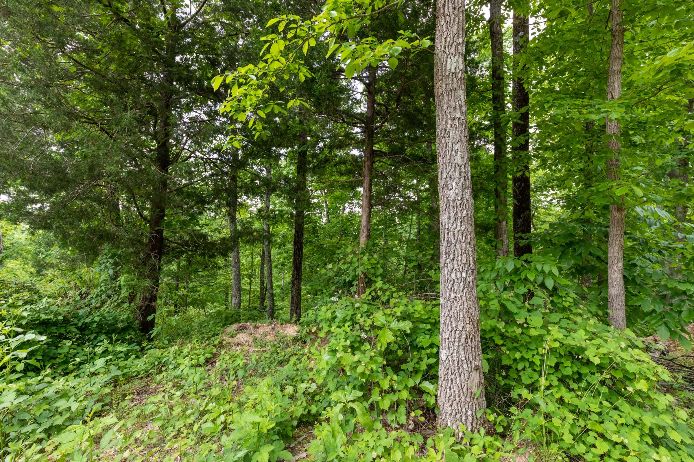 Cedar Creek Tract 20 photo 3