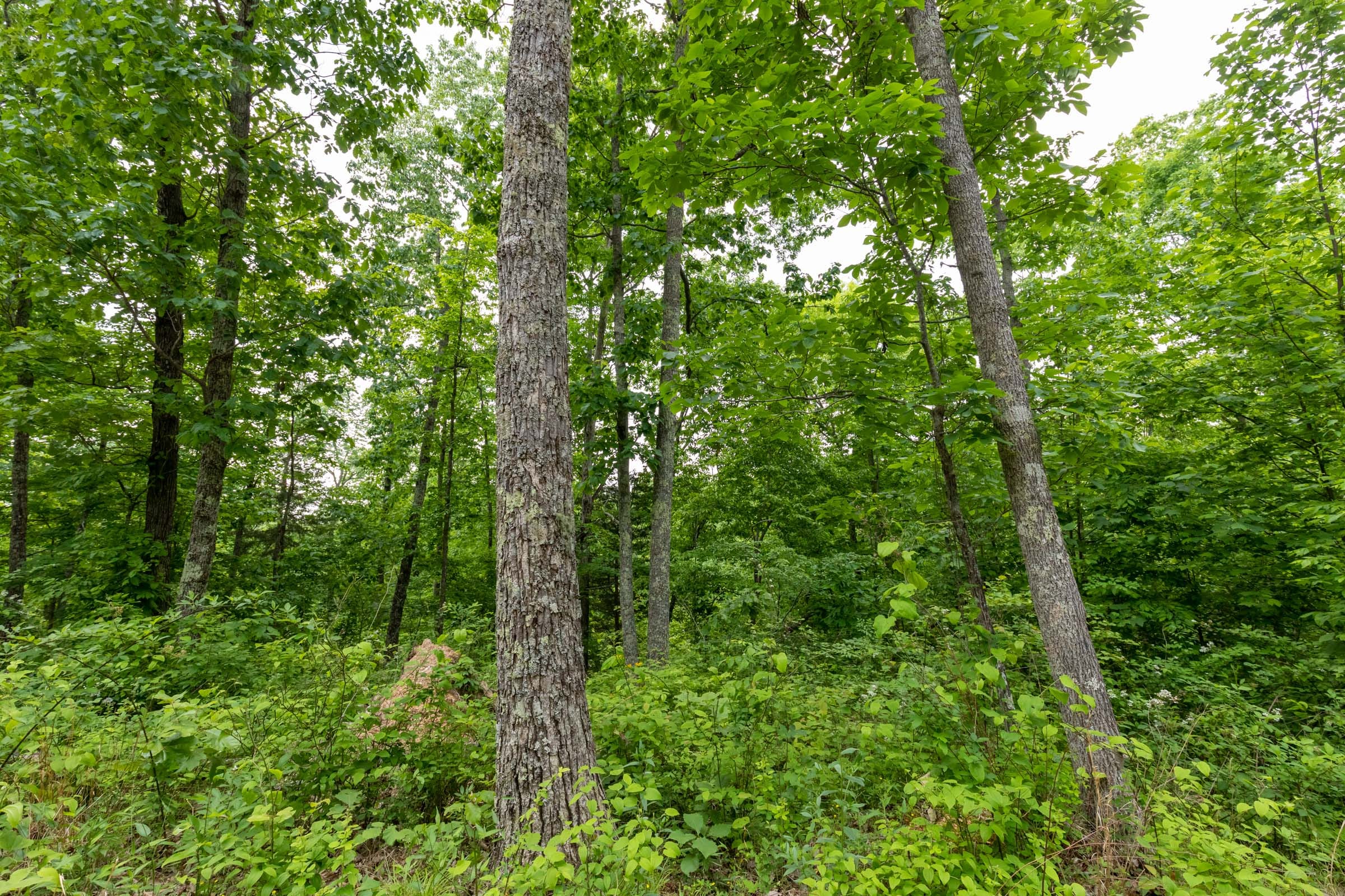 Cedar Creek Tract 20 photo 5
