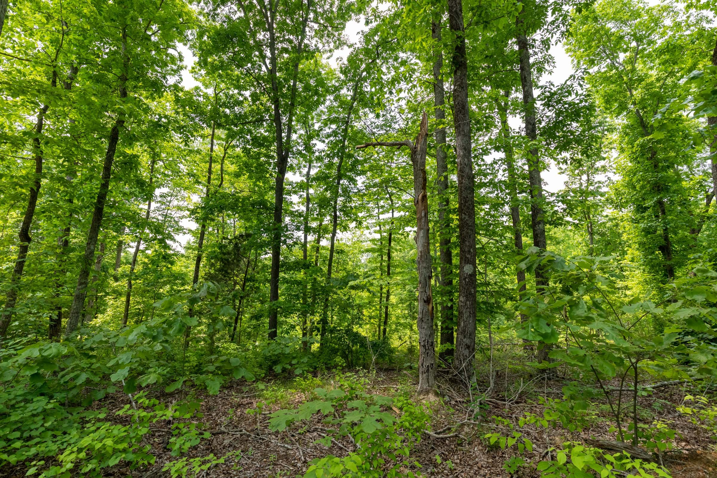 Cedar Creek Tract 20 photo 2