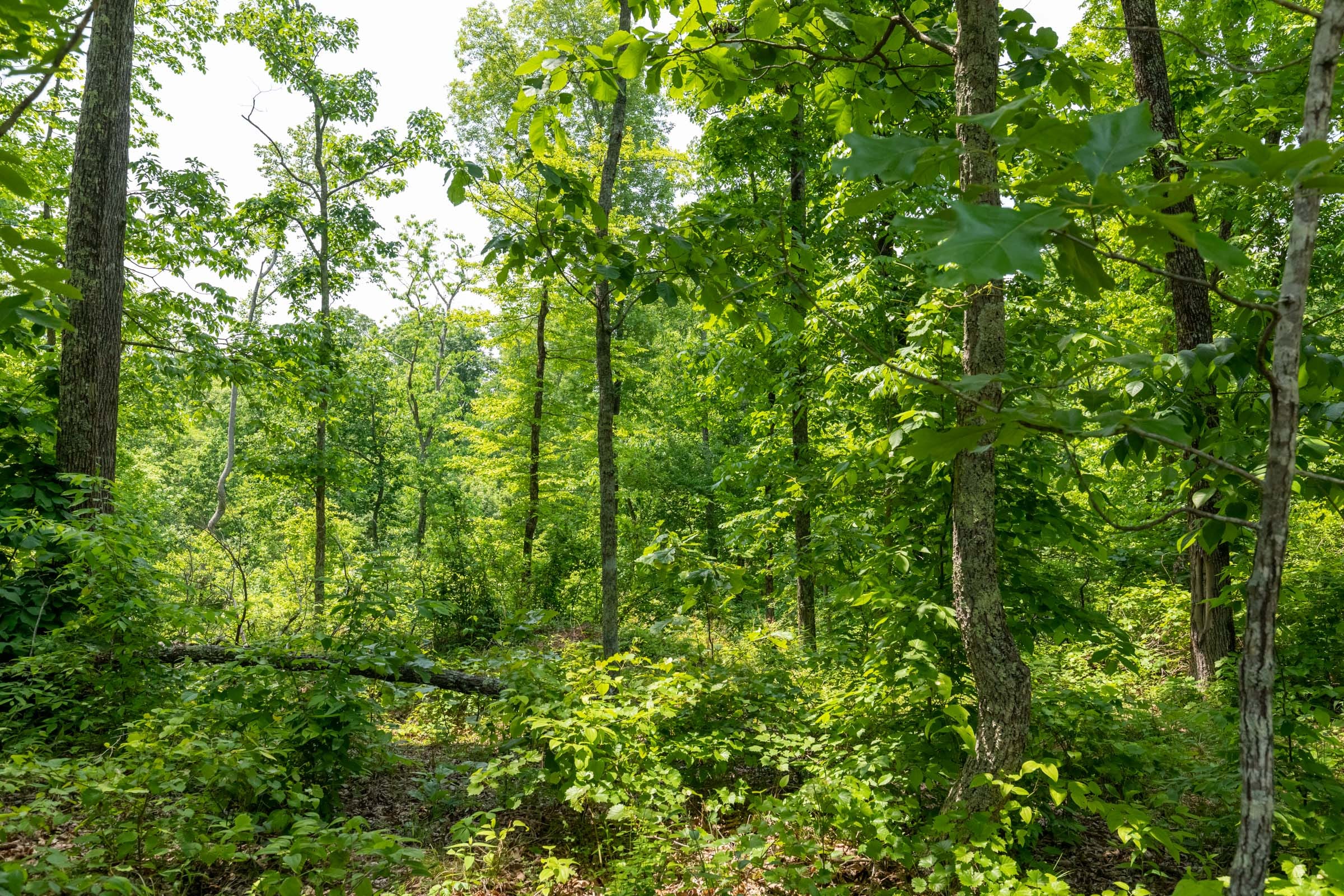 Cedar Creek Tract 20 photo 7