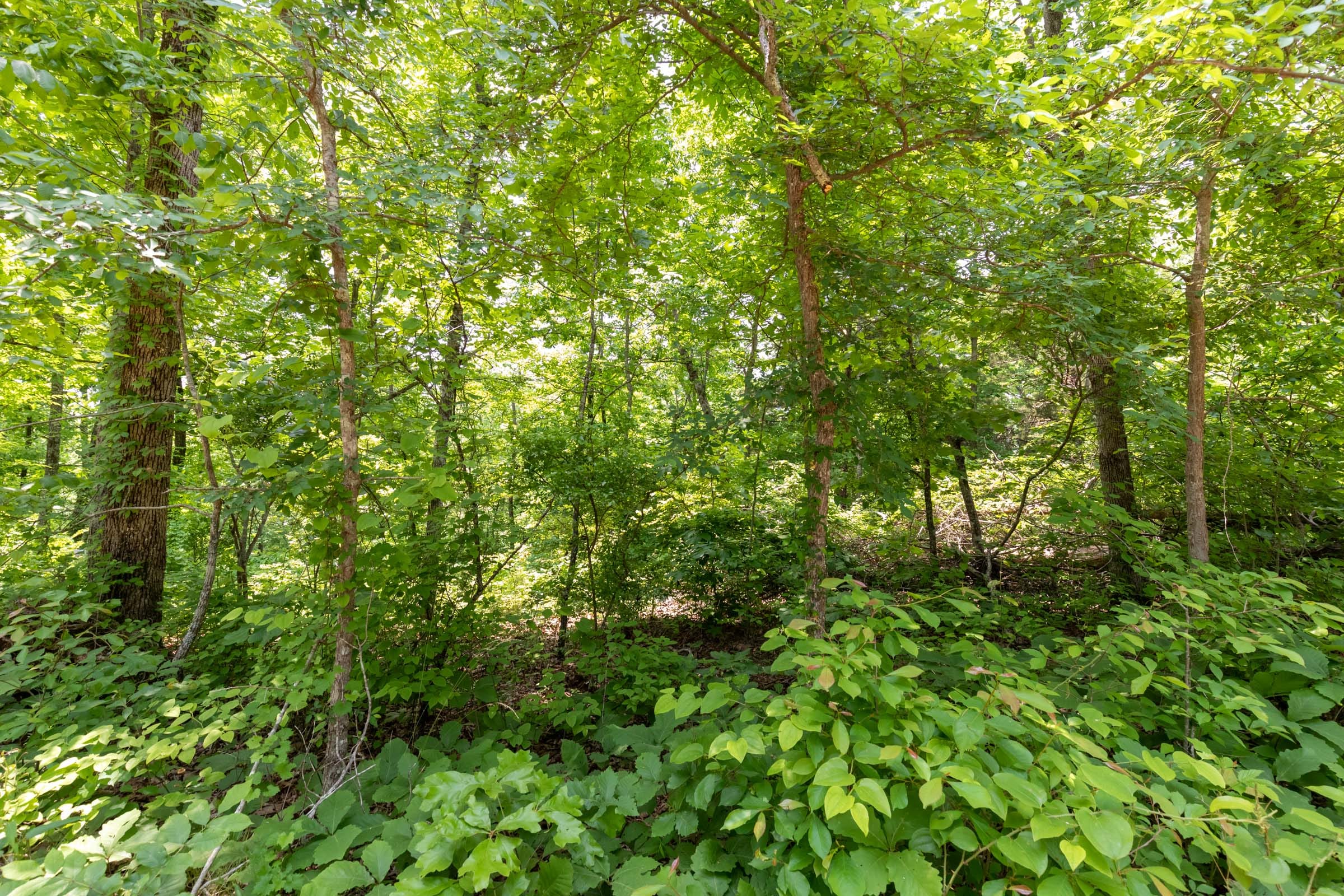 Cedar Creek Tract 20 photo 8