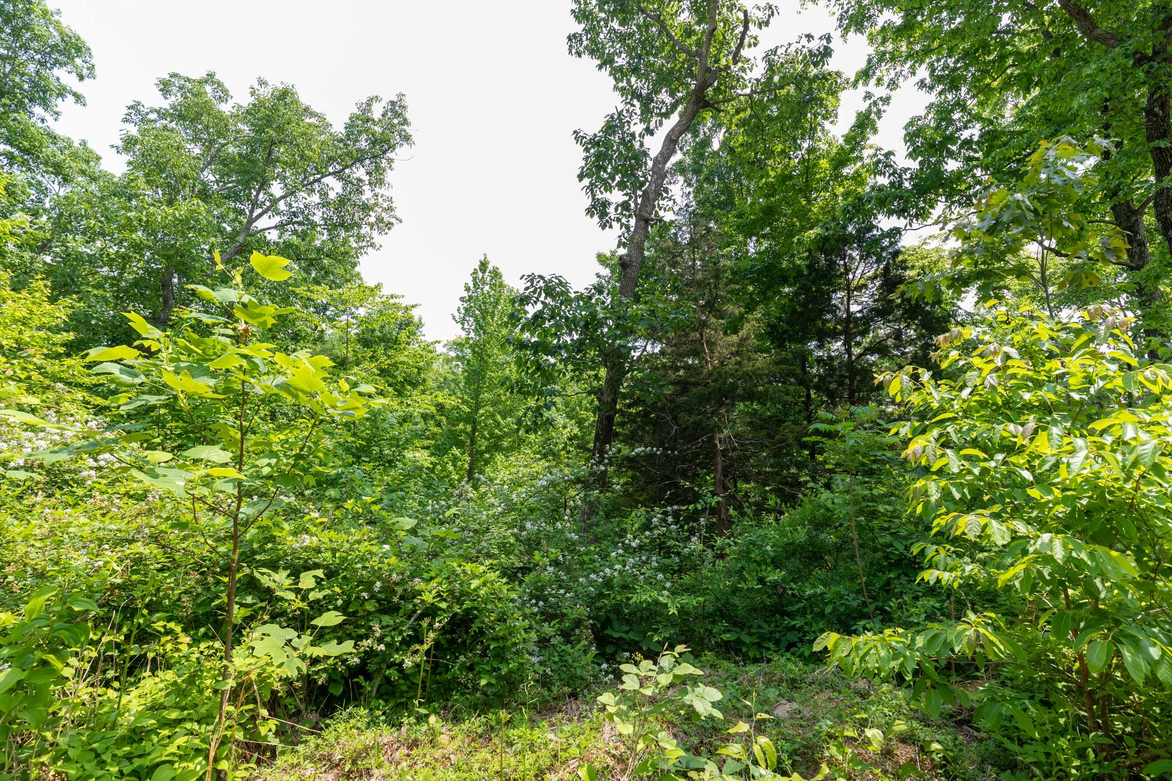 Cedar Creek Tract 20 photo 10