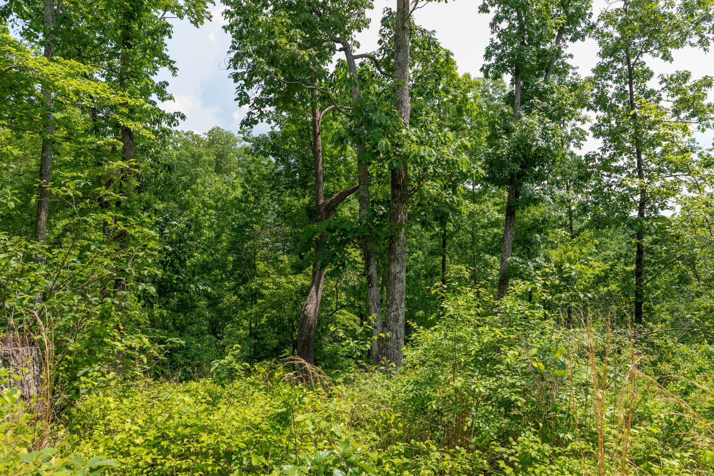Cedar Creek Tract 20 photo 9