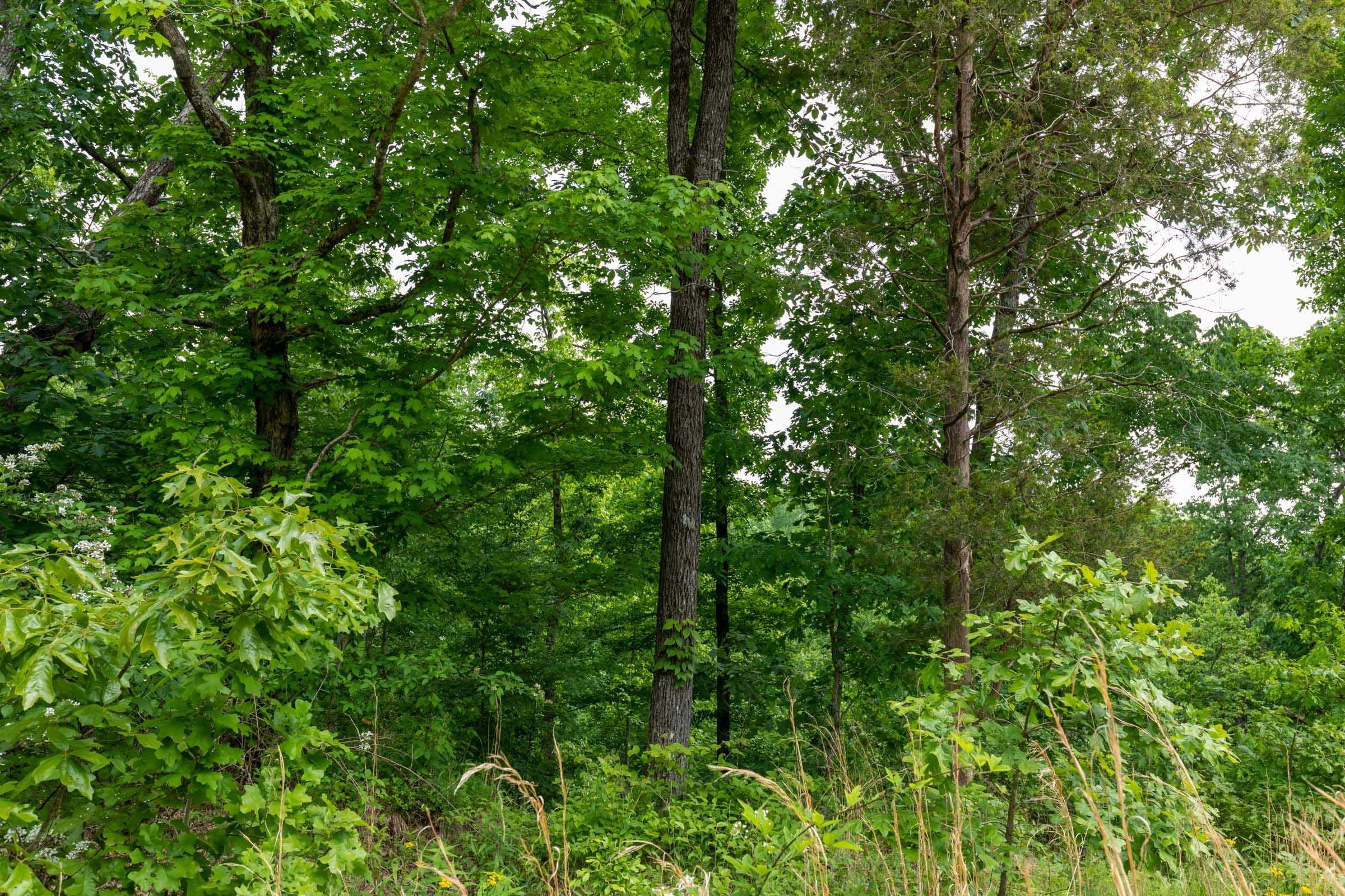 Cedar Creek Tract 20 photo 11