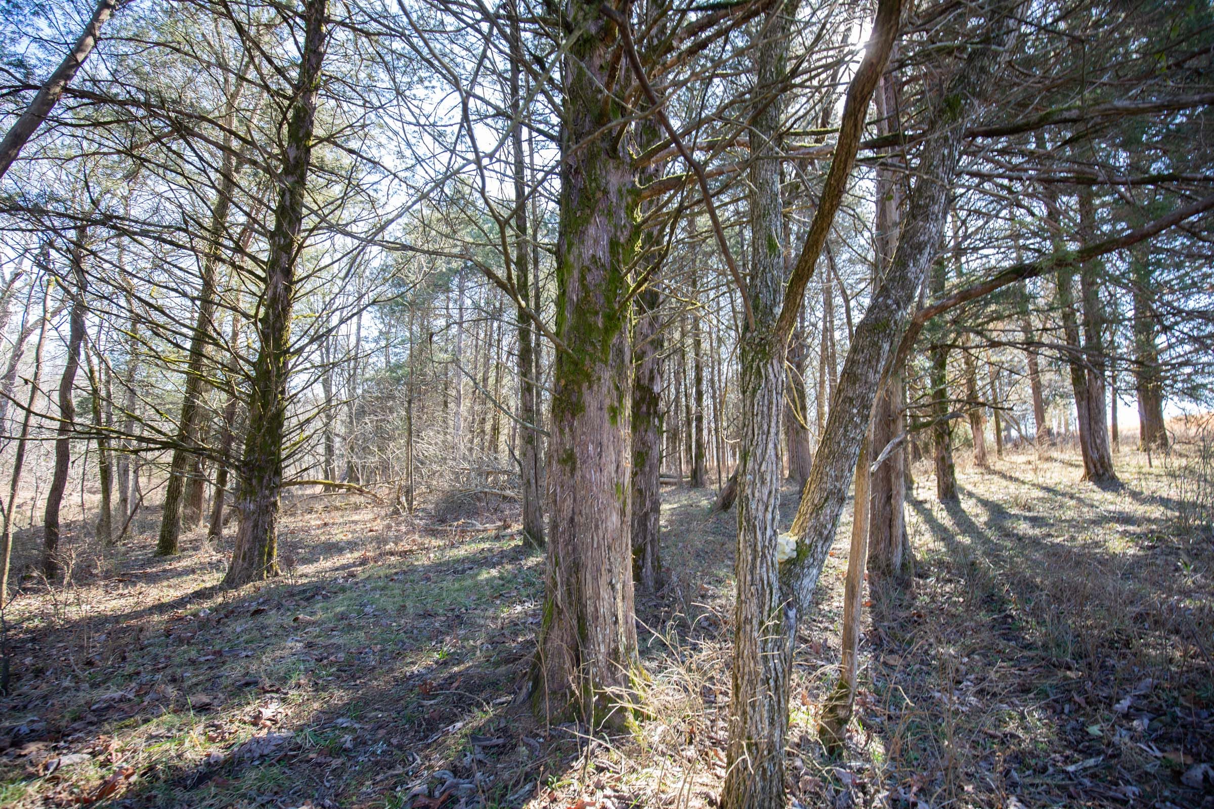 O’Connor Crossing Tract 18 photo 10