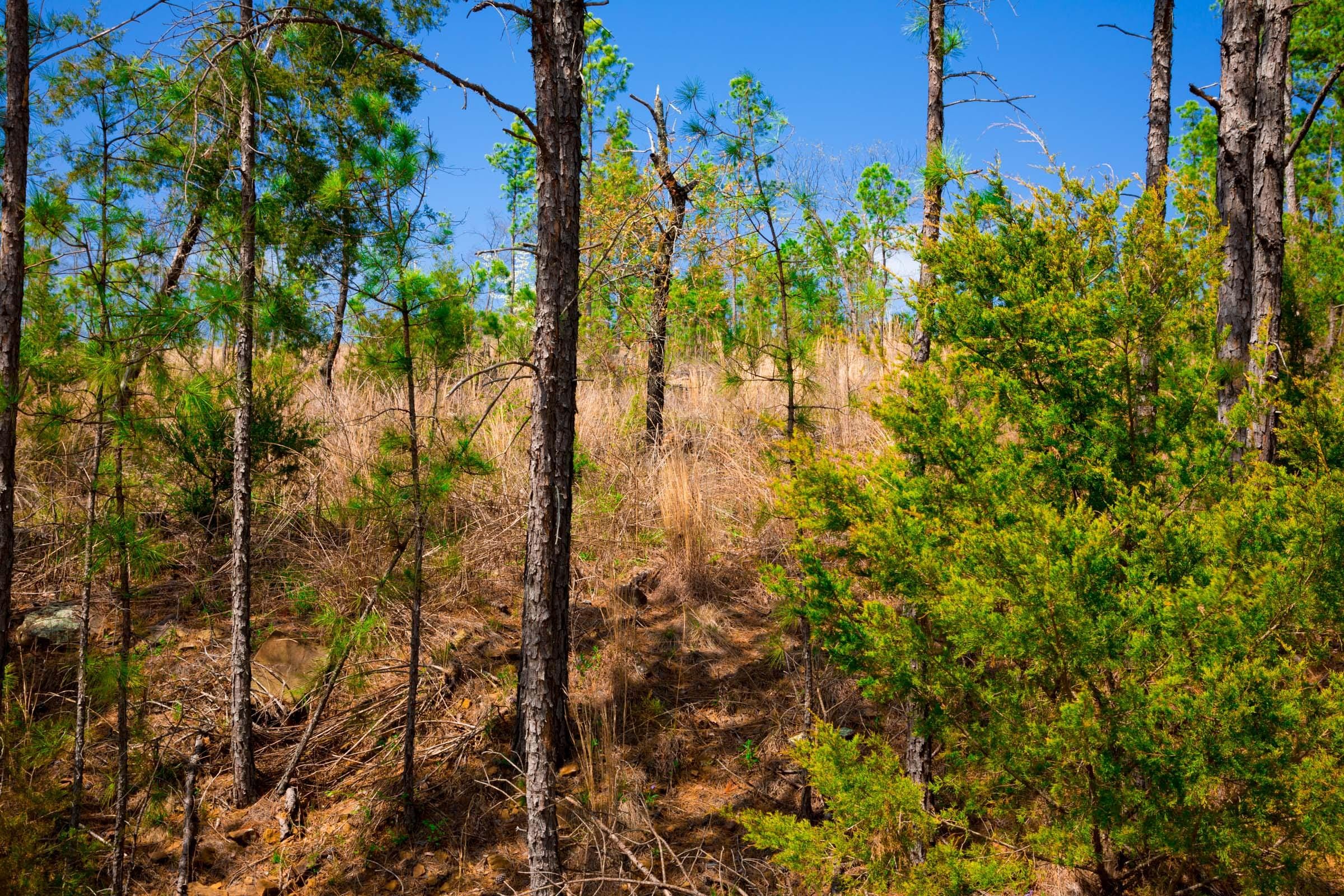 Stone Creek Phase II Tract 256 photo 4