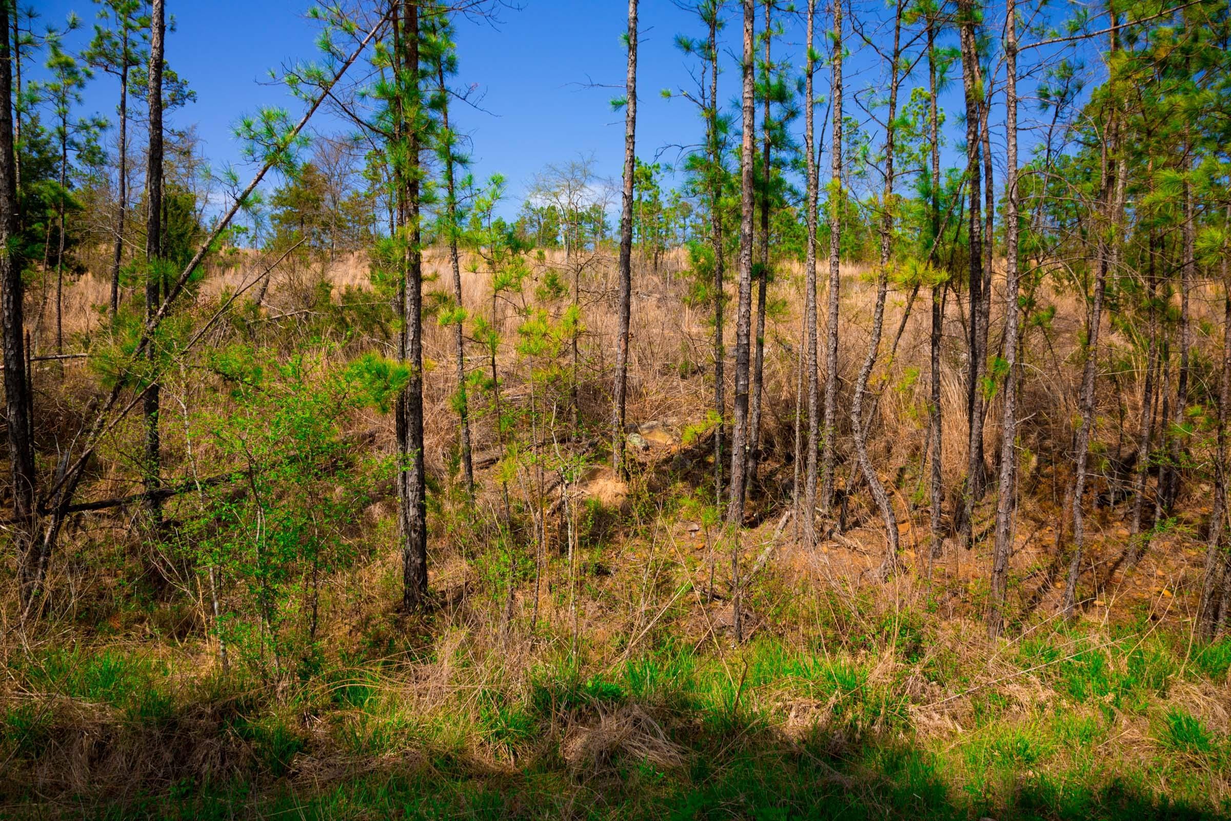 Stone Creek Phase II Tract 256 photo 7