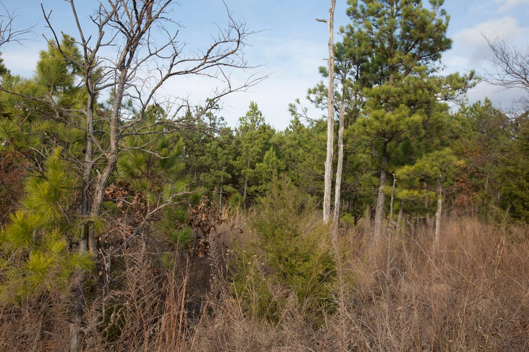 Stone Creek Phase III Tract 87 photo 8