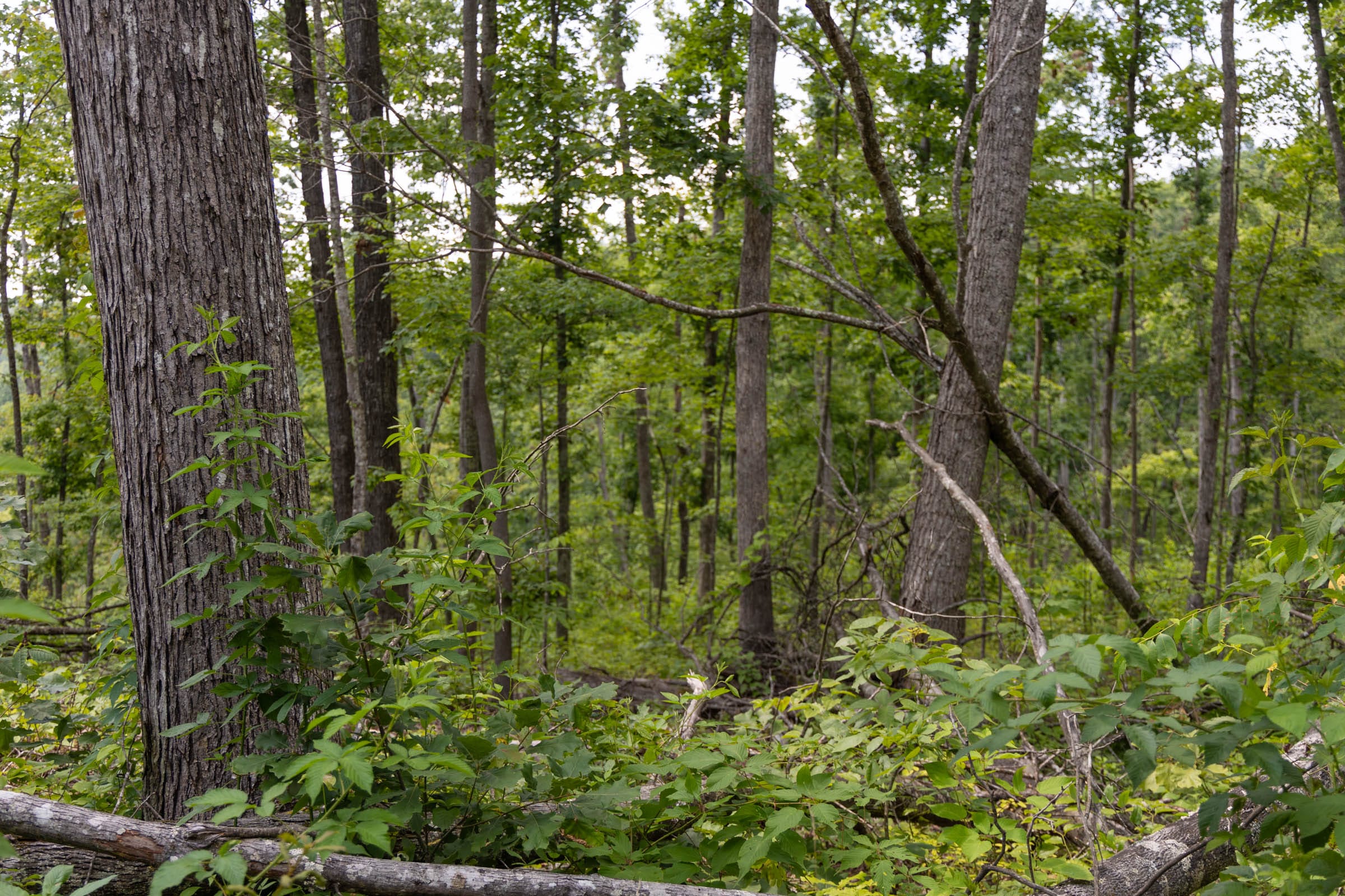Creek Hollow Phase II Tract 60 photo 6