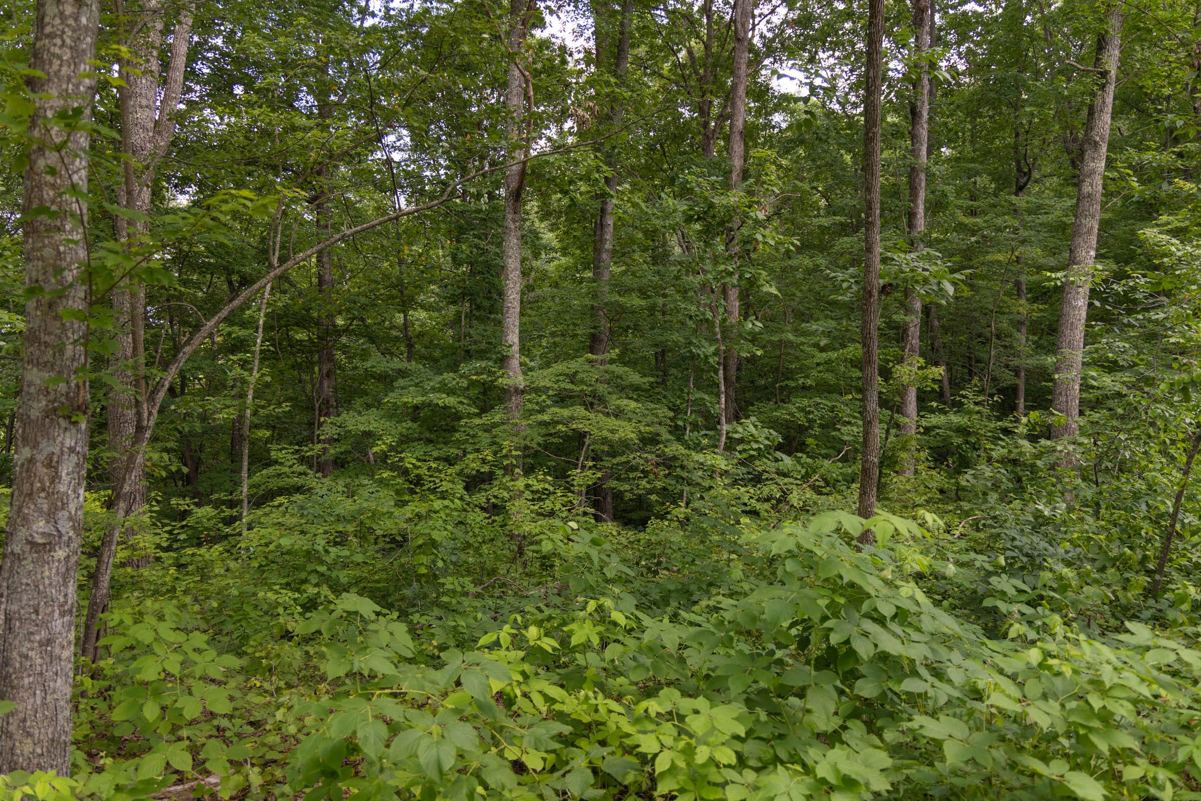 Creek Hollow Phase II Tract 60 photo 12