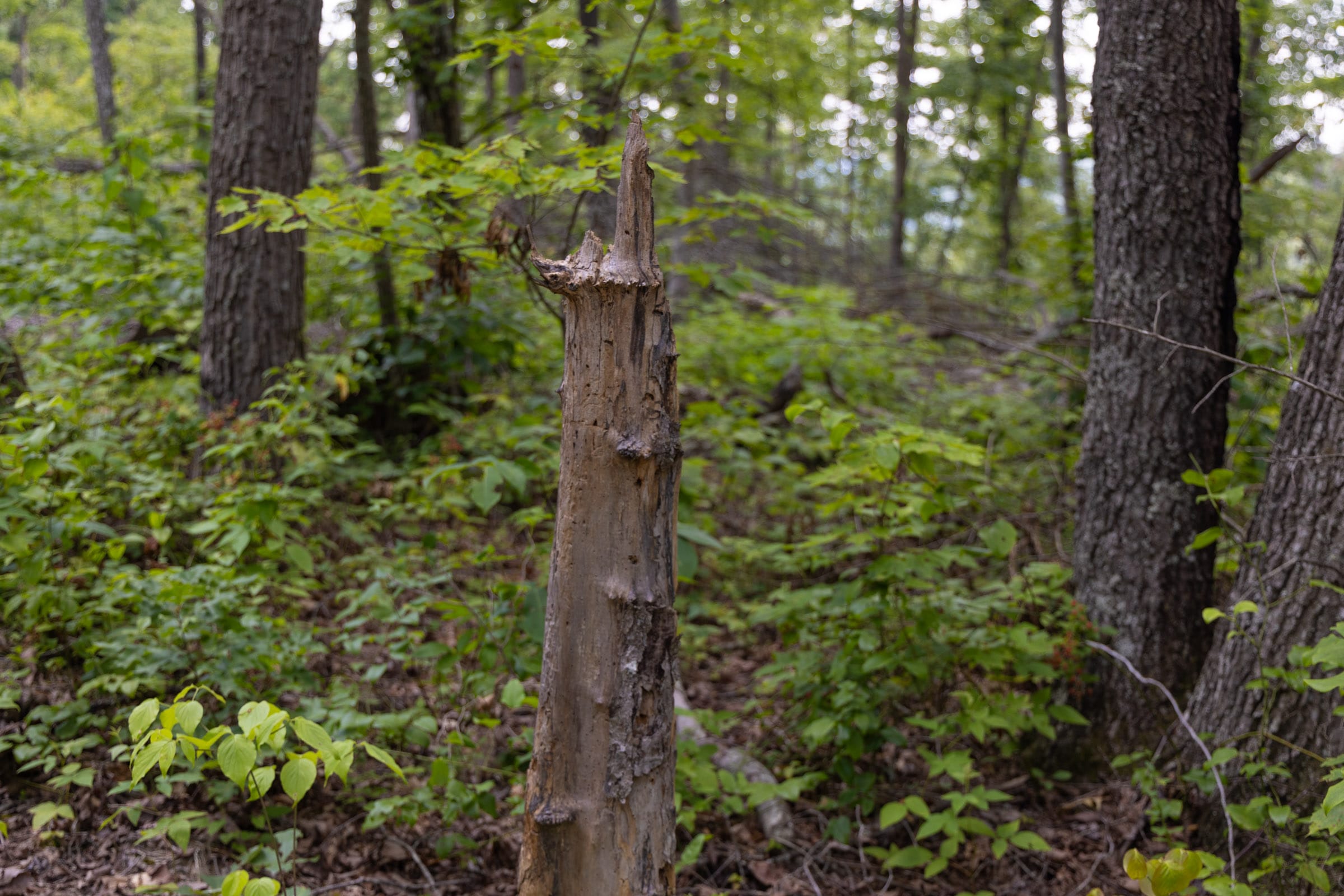 Creek Hollow Phase II Tract 60 photo 2