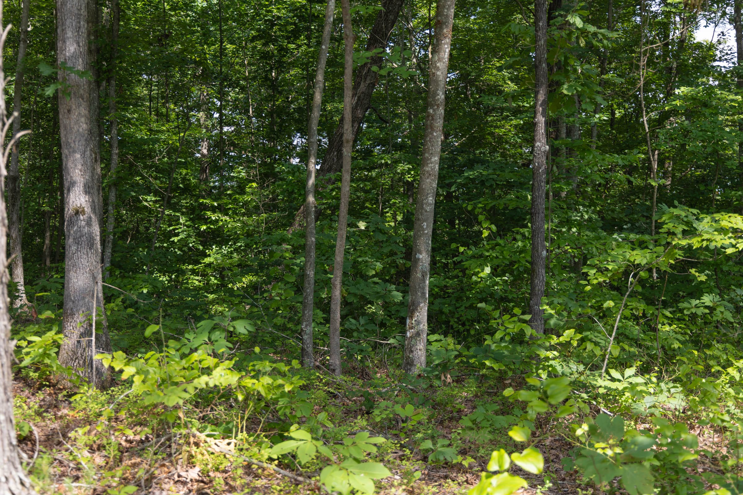 Creek Hollow Phase II Tract 60 photo 13