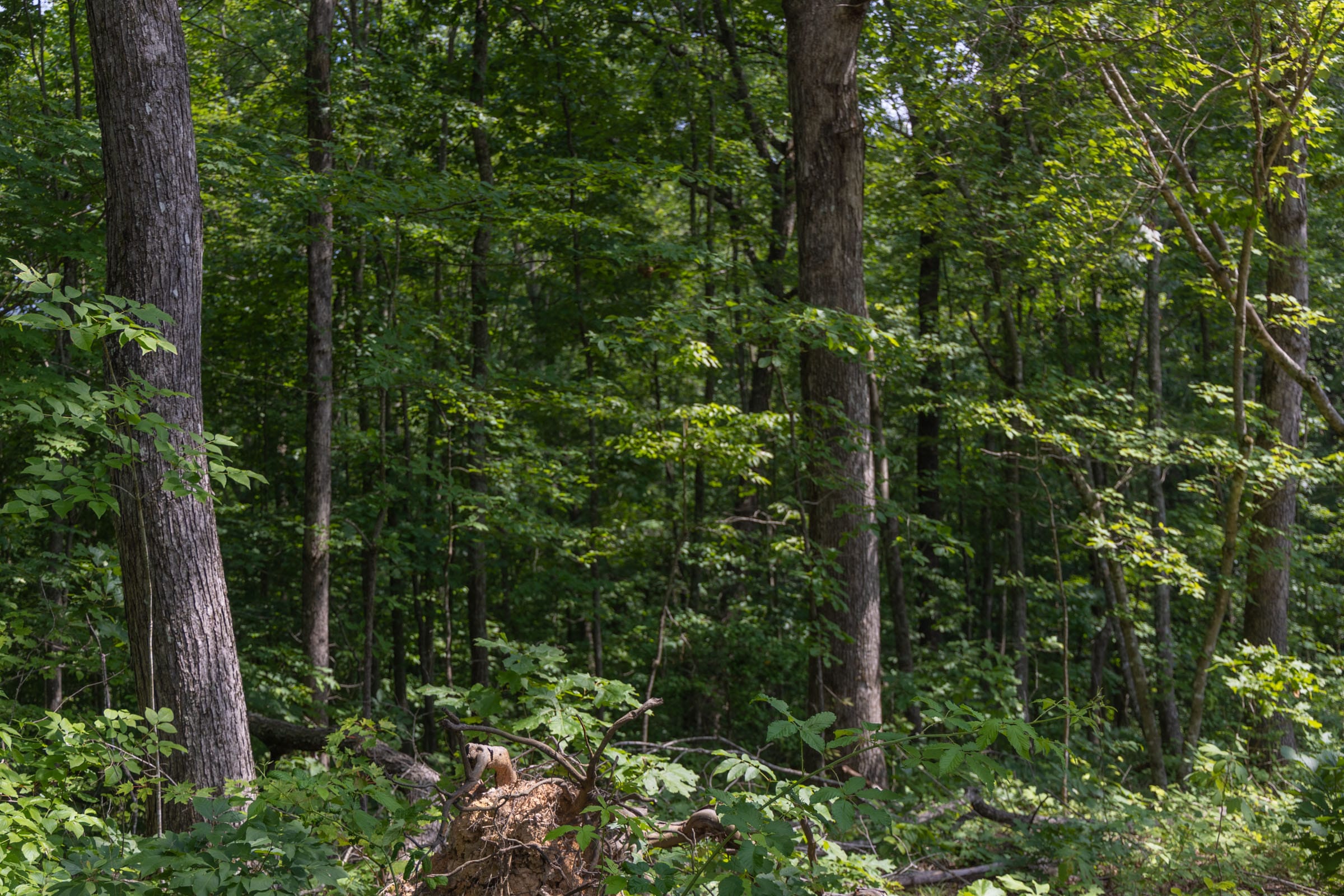 Creek Hollow Phase II Tract 60 photo 3