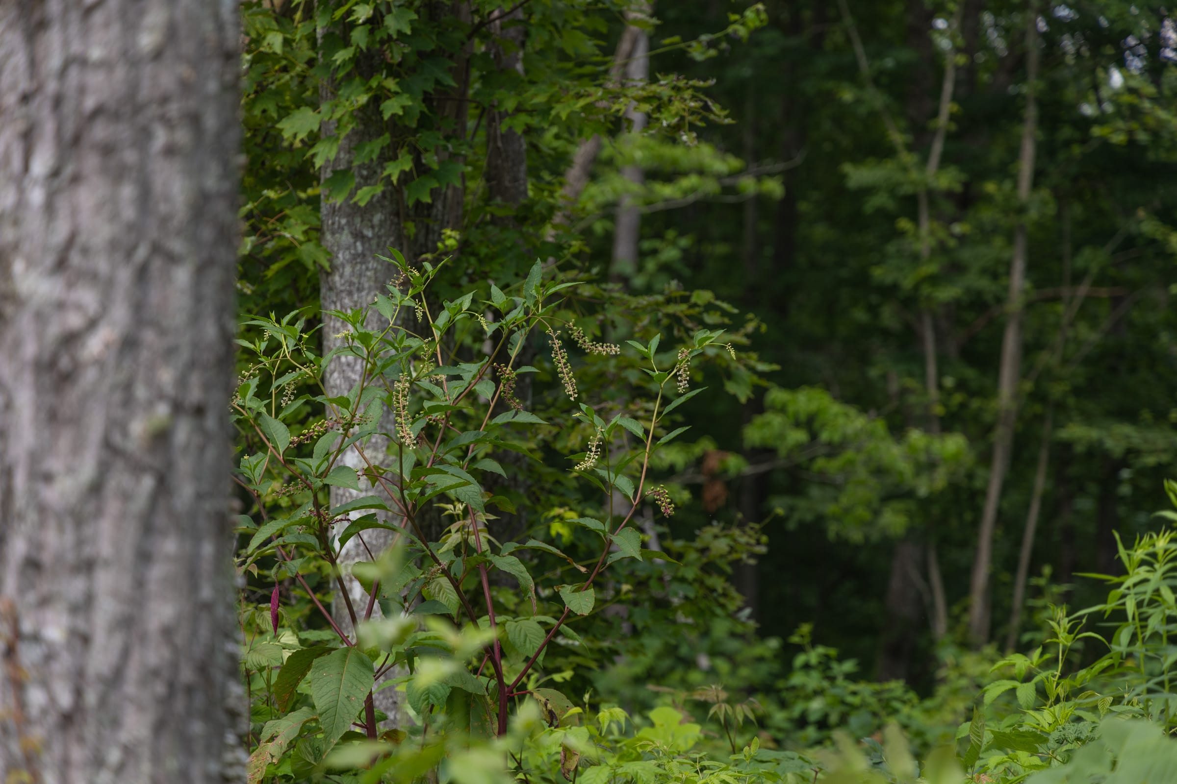 Creek Hollow Phase II Tract 60 photo 14