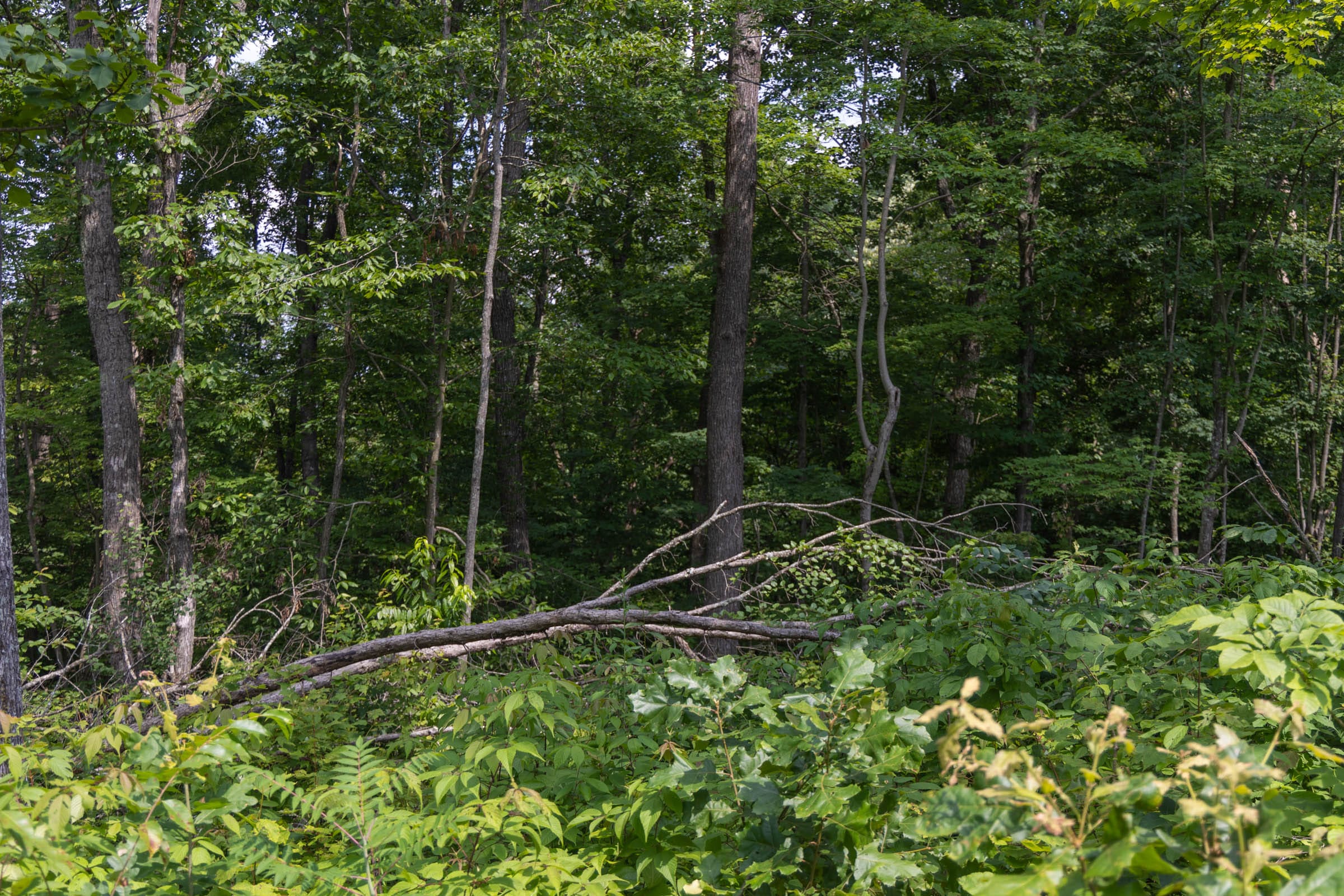 Creek Hollow Phase II Tract 60 photo 11