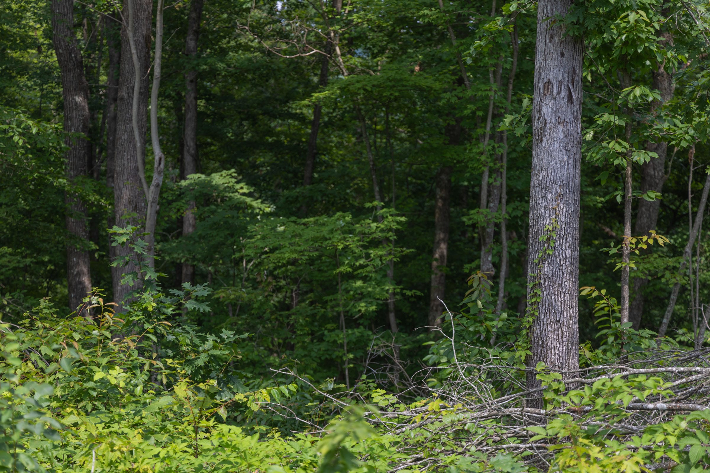 Creek Hollow Phase II Tract 60 photo 7