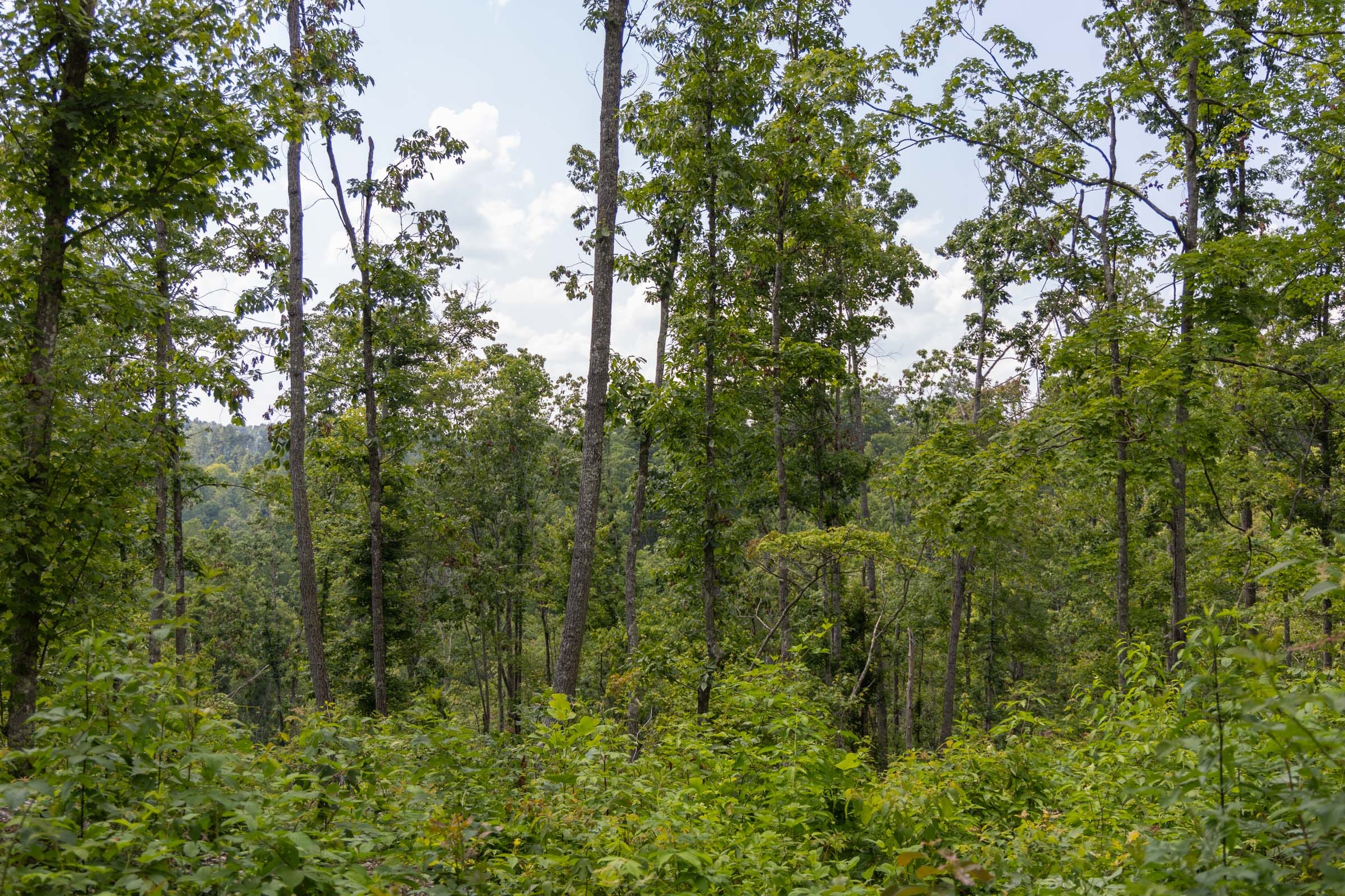 Creek Hollow Phase II Tract 60 photo 9